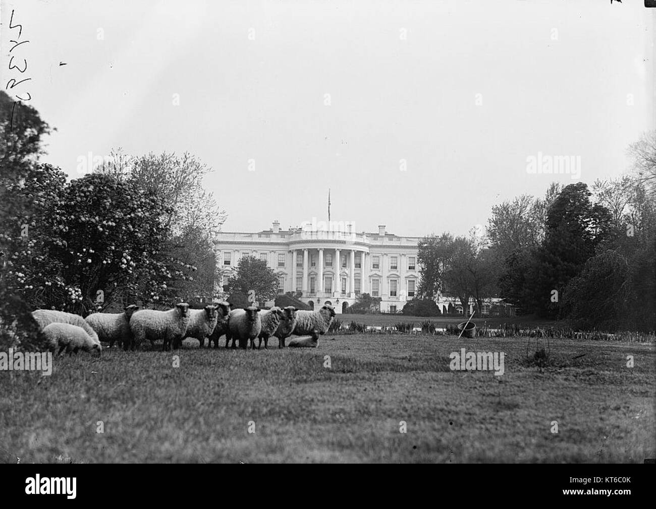 Il prato della Casa Bianca, sede del presidente degli Stati Uniti, è visto con le pecore che pascolano, una vista rara ma occasionale. L'iconico edificio è un simbolo del governo americano, mentre le pecore pascoli riflettono un pacifico contrasto con l'attività politica all'interno. Foto Stock