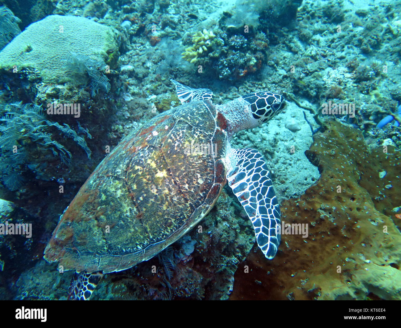 Hawksbill sea turtle corrente sulla barriera corallina isola di Bali Foto Stock