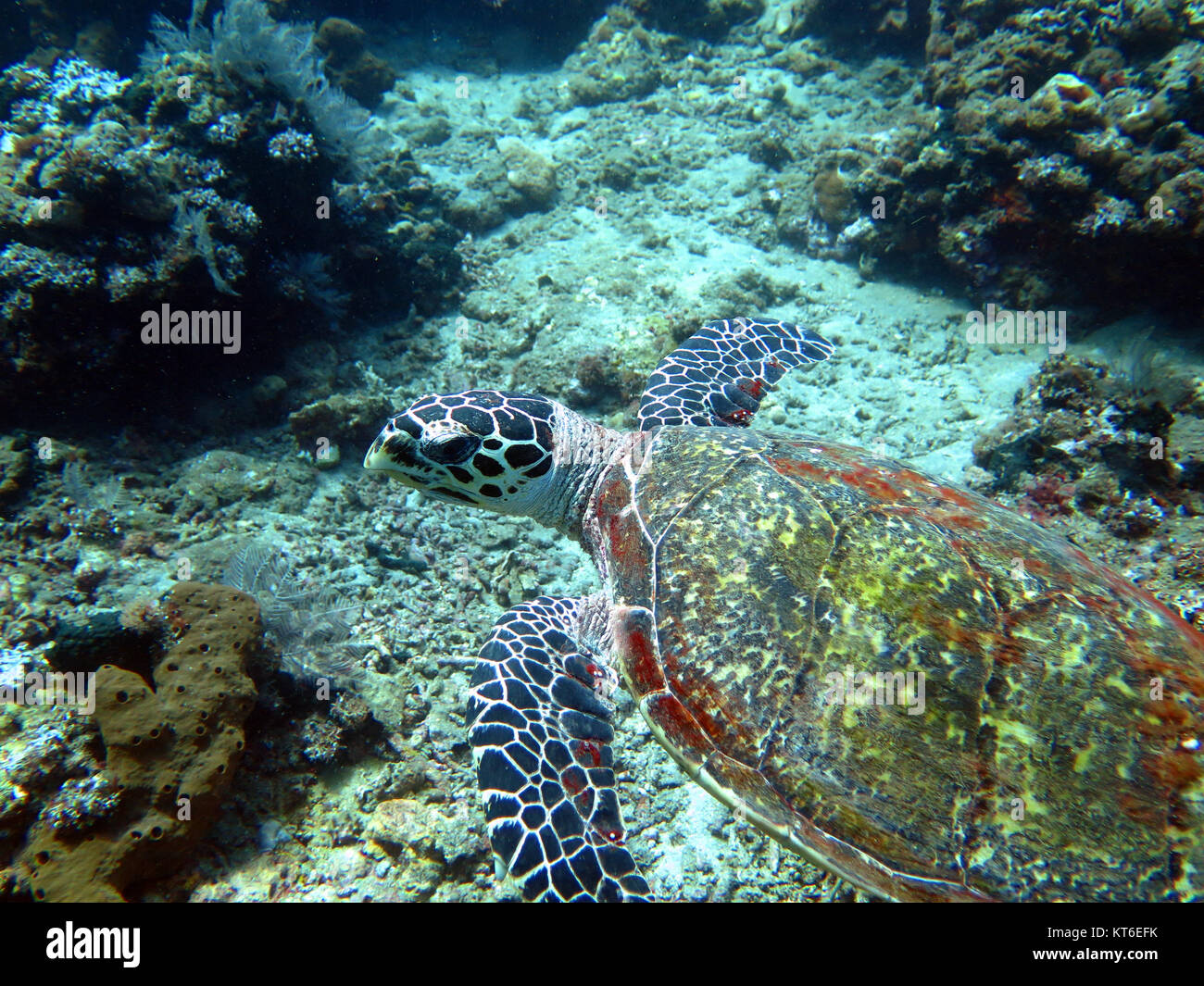 Hawksbill sea turtle corrente sulla barriera corallina isola di Bali Foto Stock