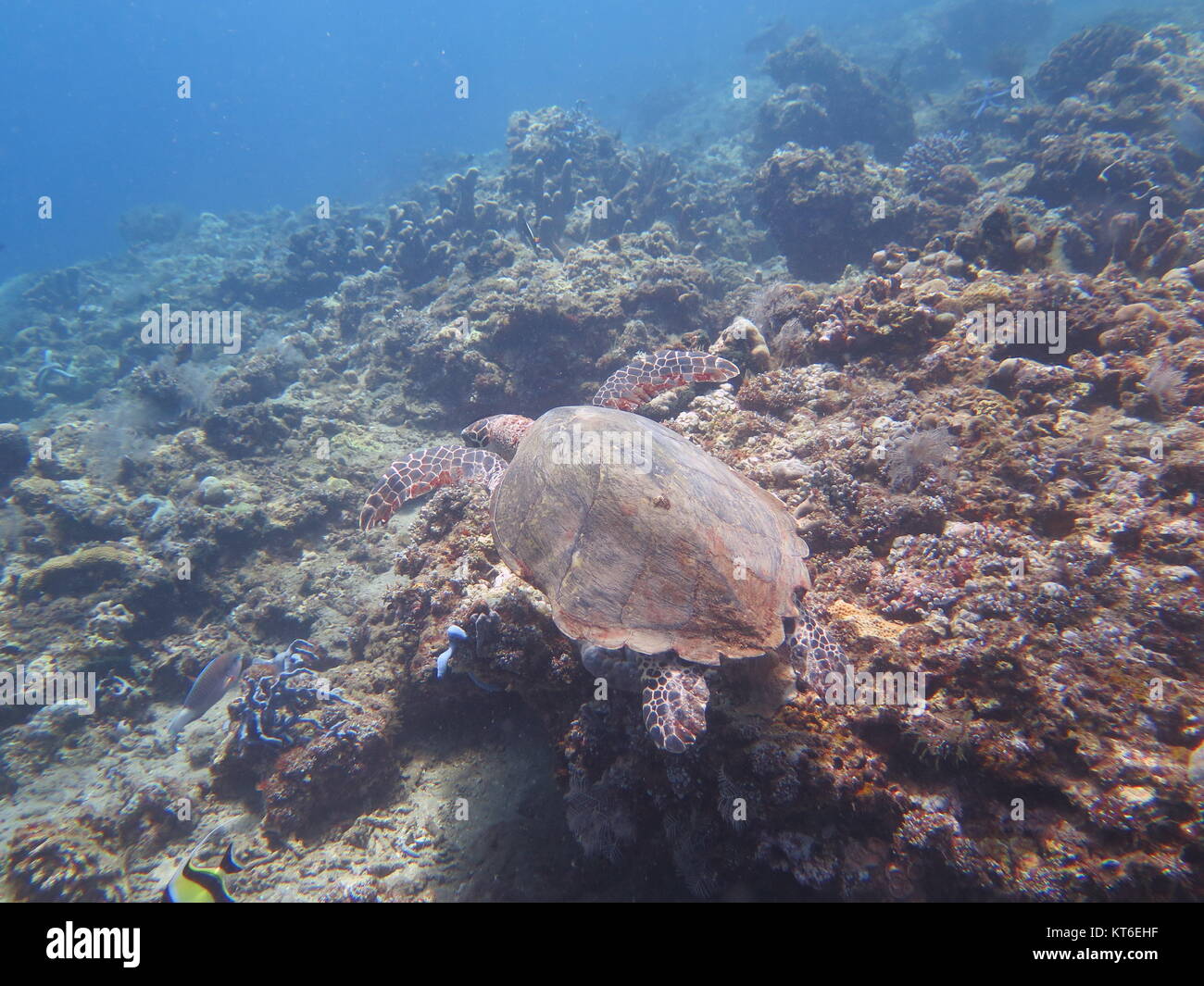 Hawksbill sea turtle corrente sulla barriera corallina isola di Bali Foto Stock