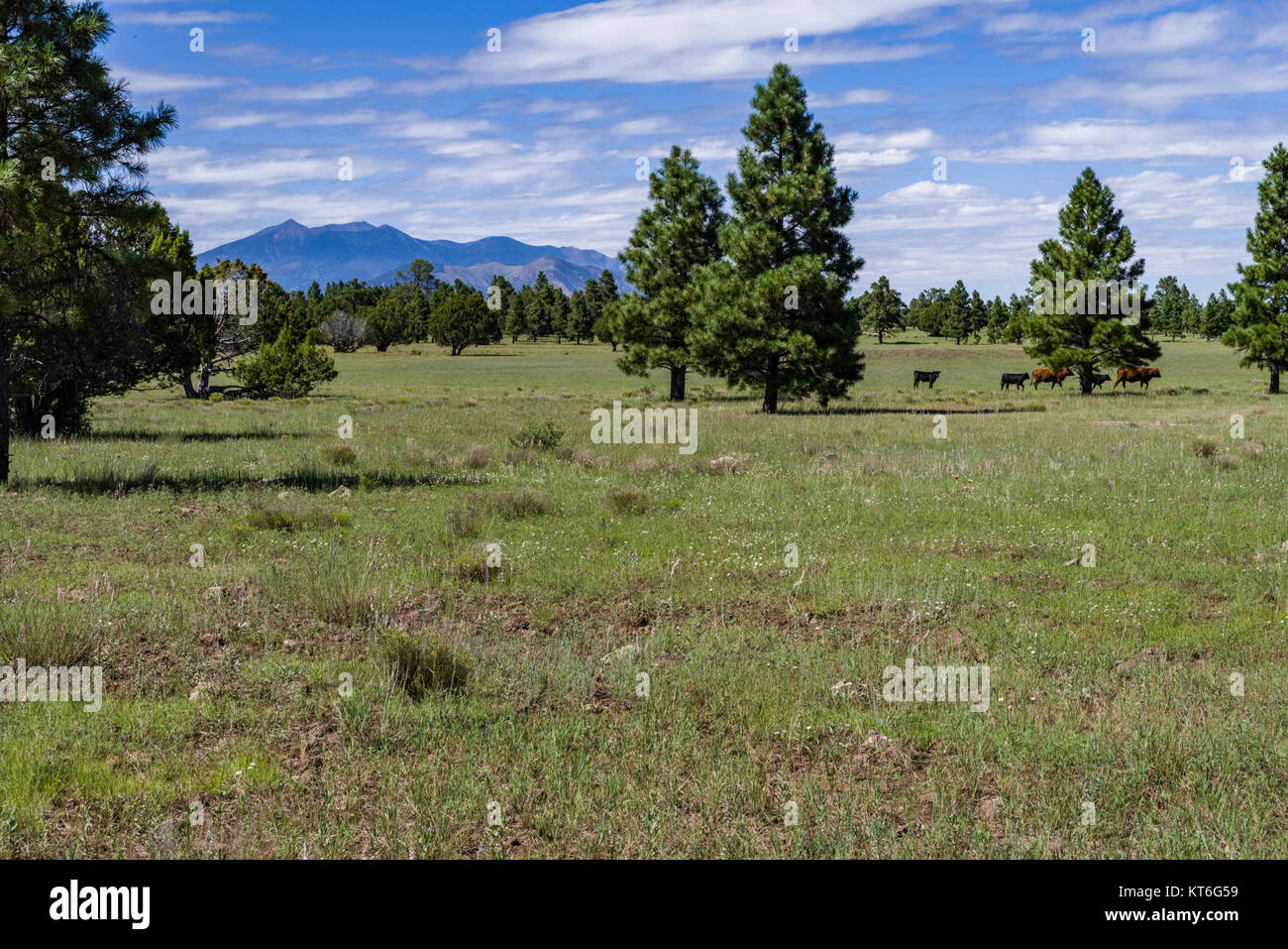 Arizona Trail- Anderson Mesa AZT-30 (36245247553) Foto Stock