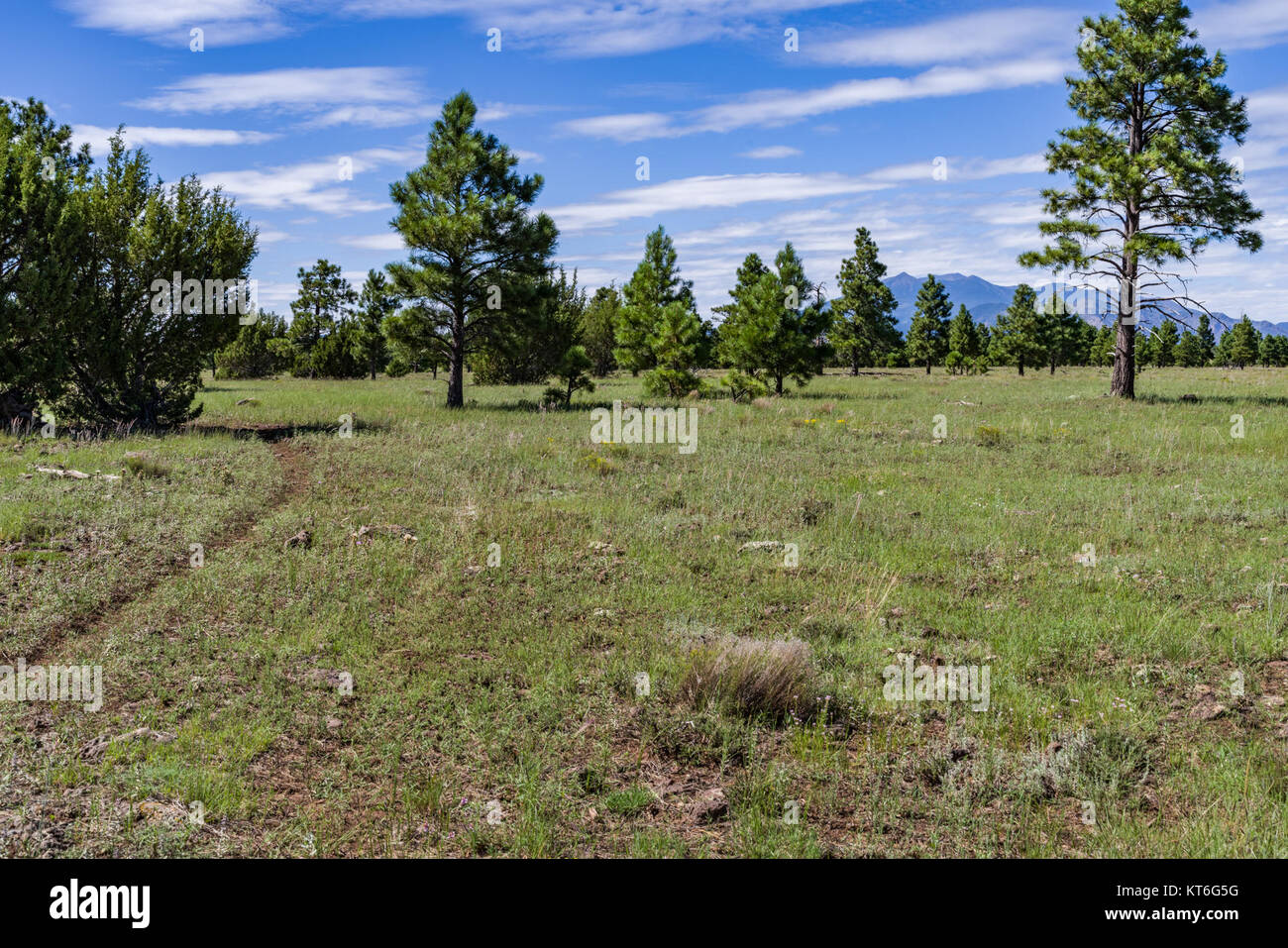 Arizona Trail- Anderson Mesa AZT-30 (36864736806) Foto Stock