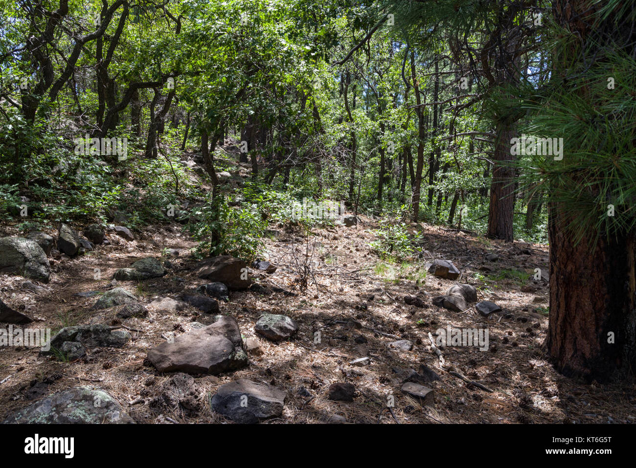 Arizona Trail- Anderson Mesa AZT-30 (36911070041) Foto Stock