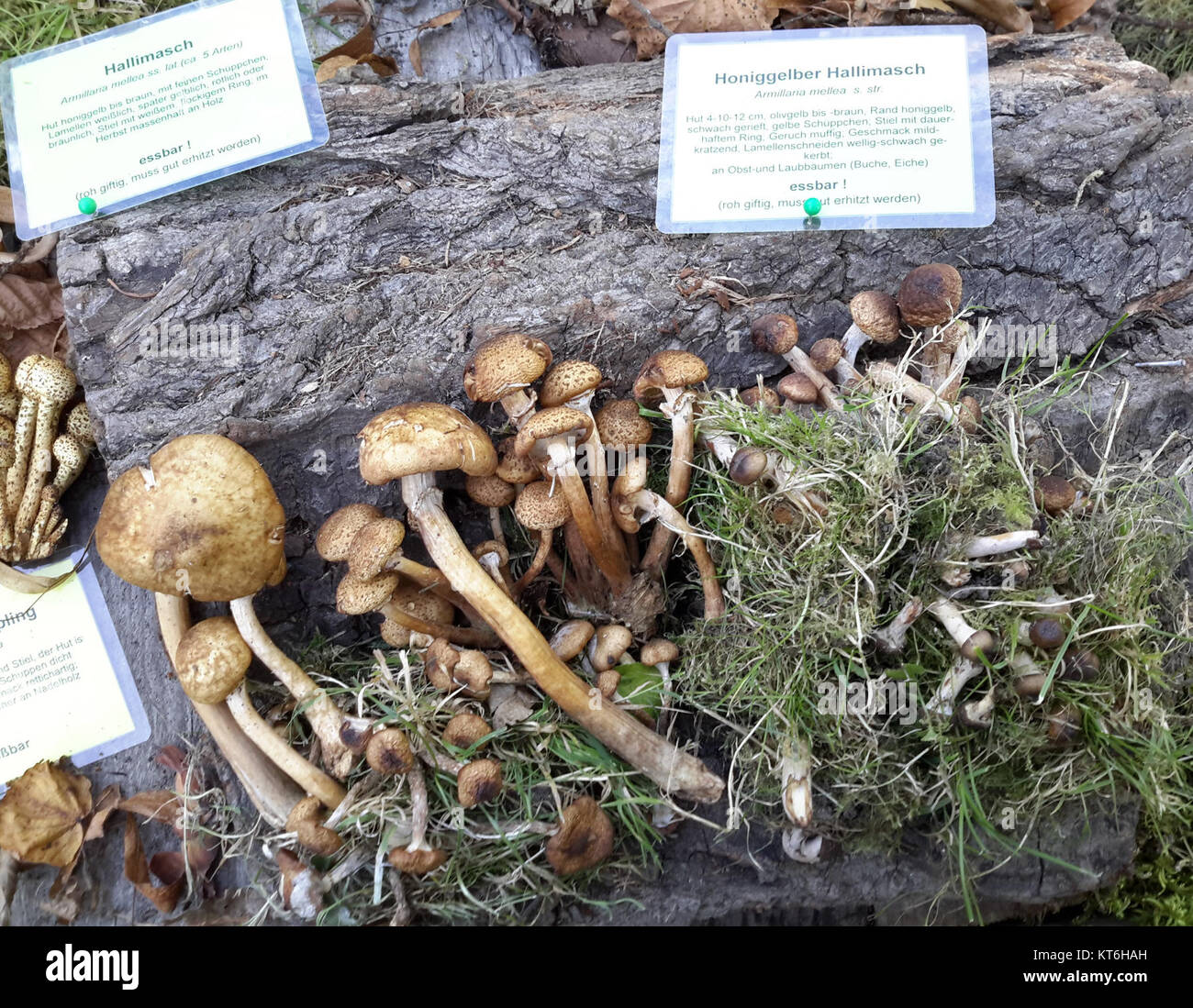 L'Armillaria mellea, nota anche come funghi di miele, è stata presentata alla Pilzausstellung (esposizione dei funghi) a Rostock, in Germania, nel 2015. La mostra ha presentato varie specie di funghi, evidenziando il loro ruolo ecologico. Foto Stock