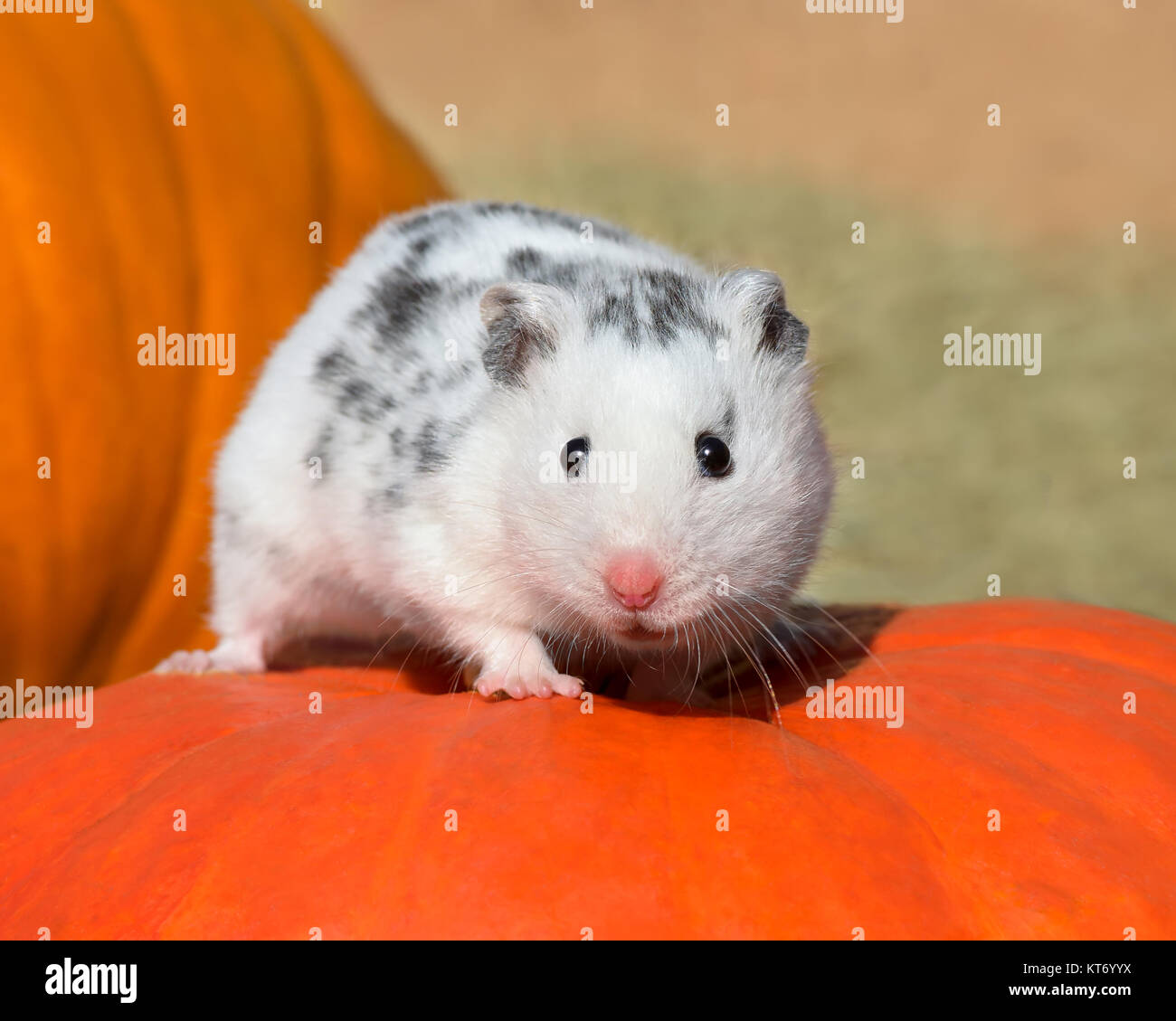 White spruzzata Polywhite criceto siriano, bianco basato pelliccia con piccole macchie nere, la cute piccoli animali di casa anche chiamato criceto dalmata Foto Stock