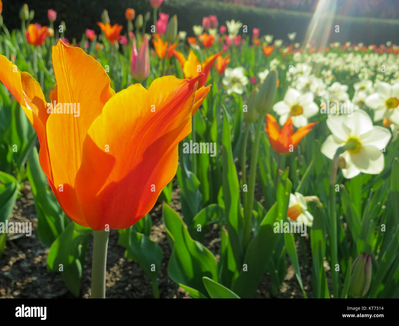 Orange Tulip sotto il sole in giardino Foto Stock