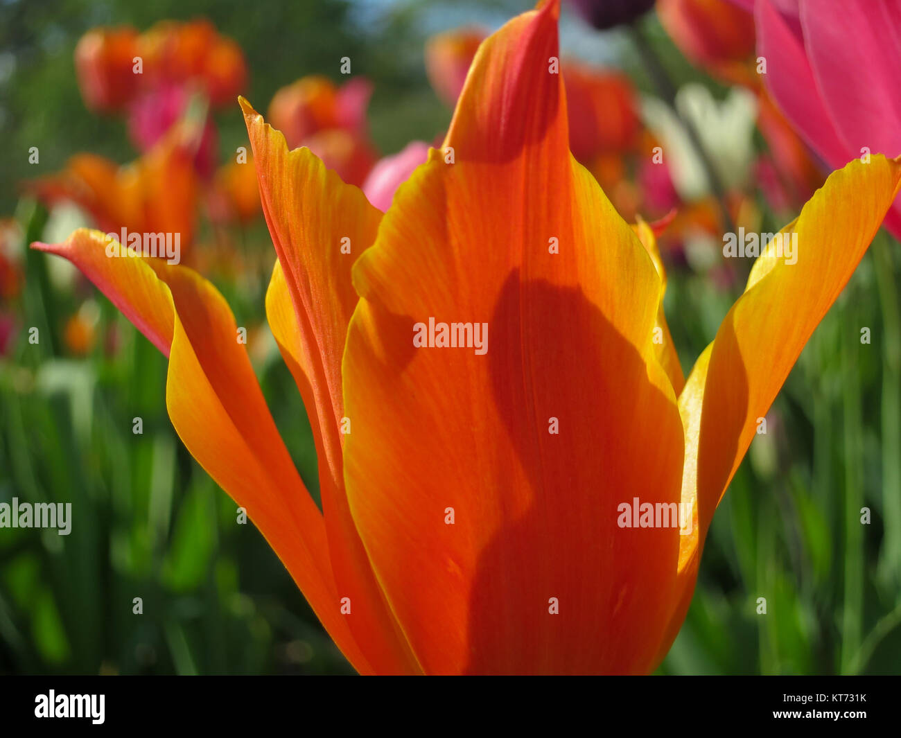 Close up di Orange Tulip in giardino Foto Stock