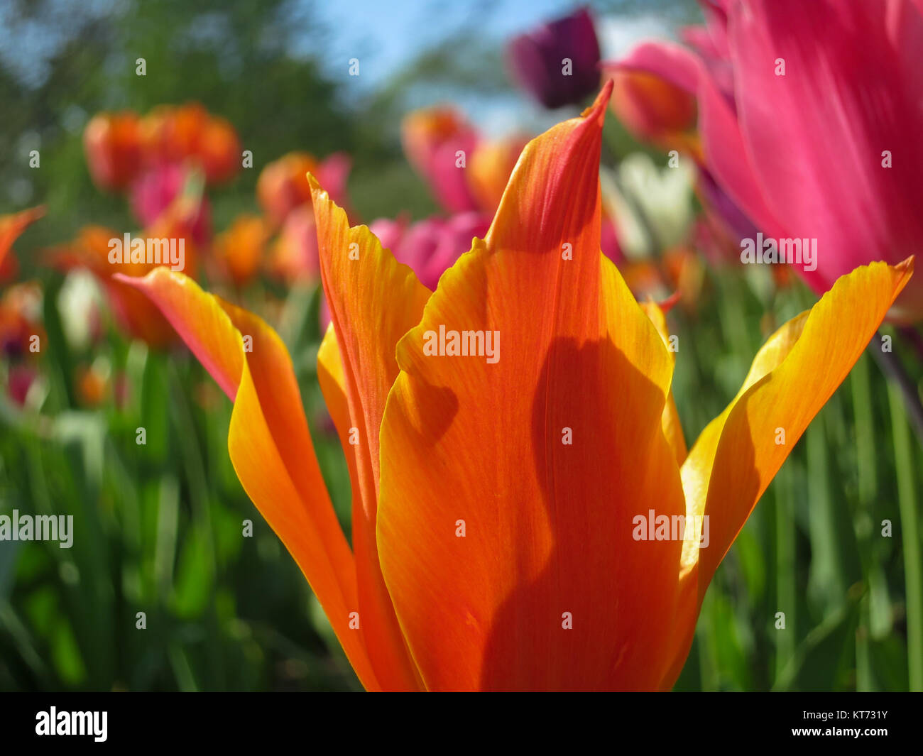 Un Orange Tulip in giardino Foto Stock