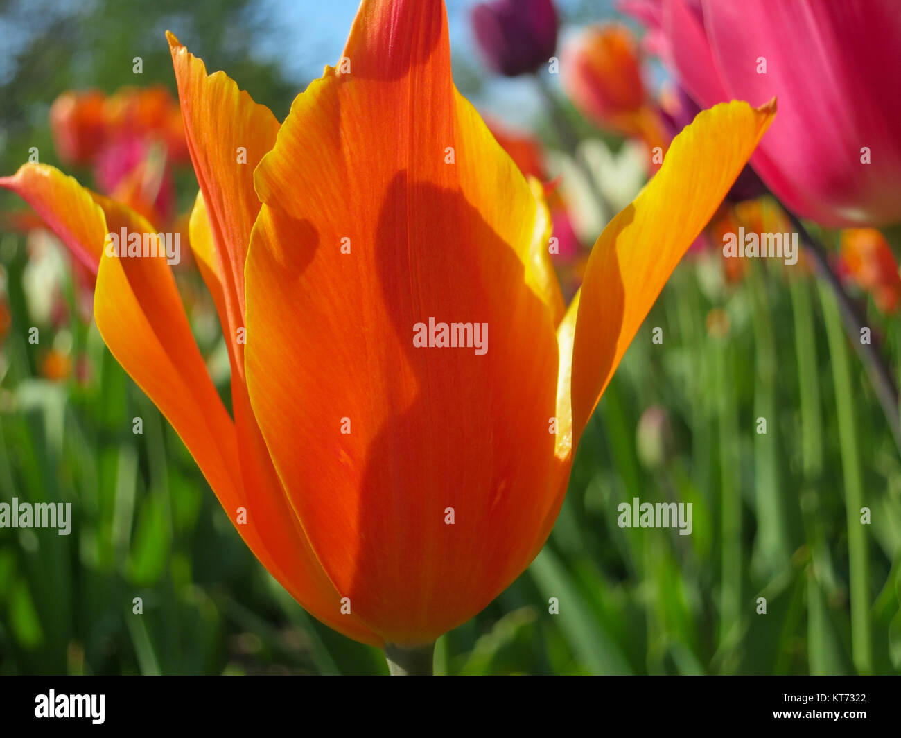 Close up di Orange Tulip in giardino Foto Stock