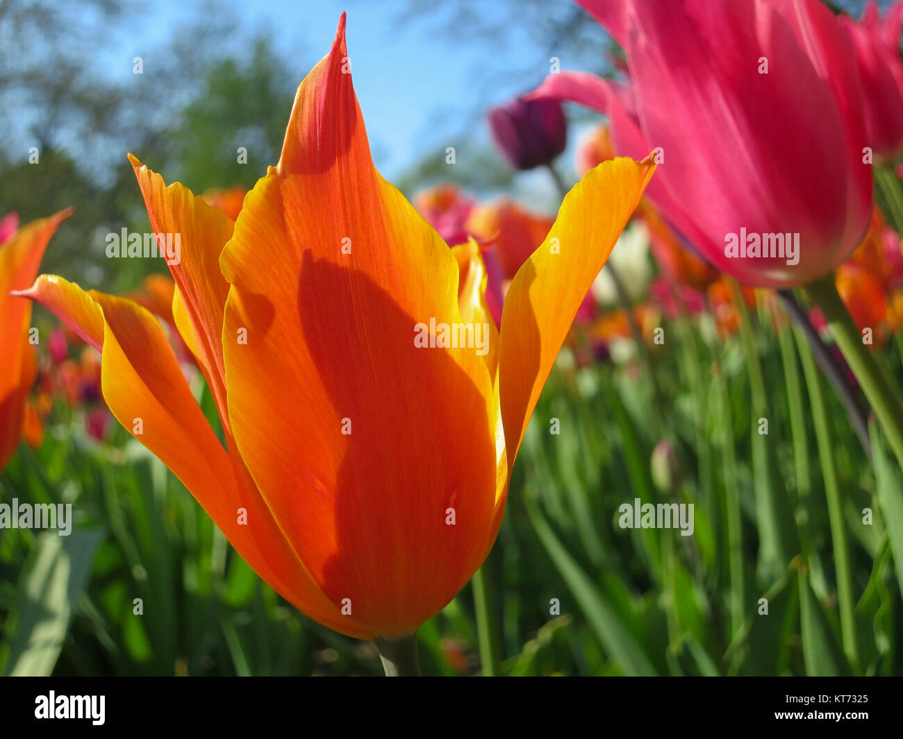 Arancione e Rosa tulipani in giardino Foto Stock