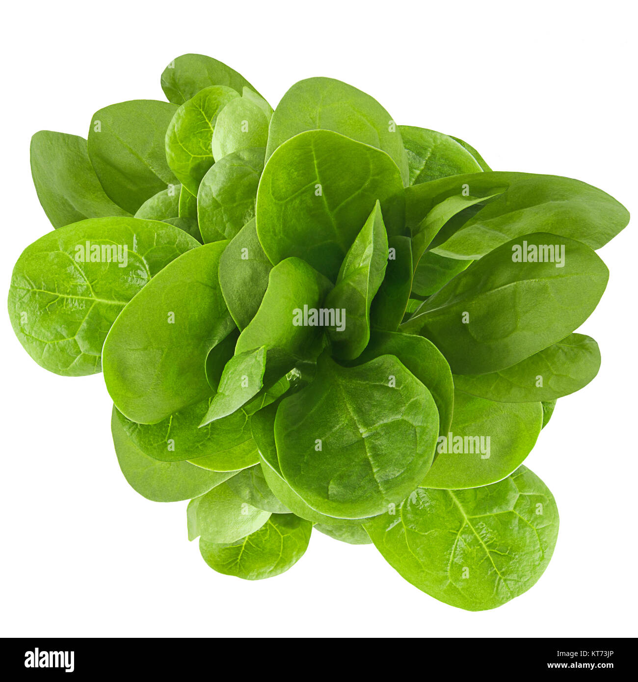 Isolato di valeriana fresche foglie su sfondo bianco Foto stock - Alamy