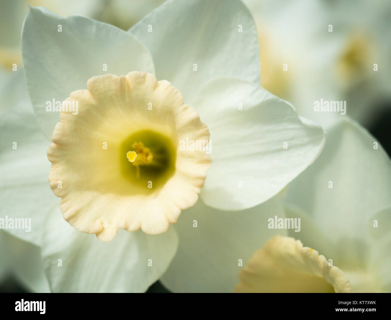 Chiudere fino a un bianco daffodil Foto Stock