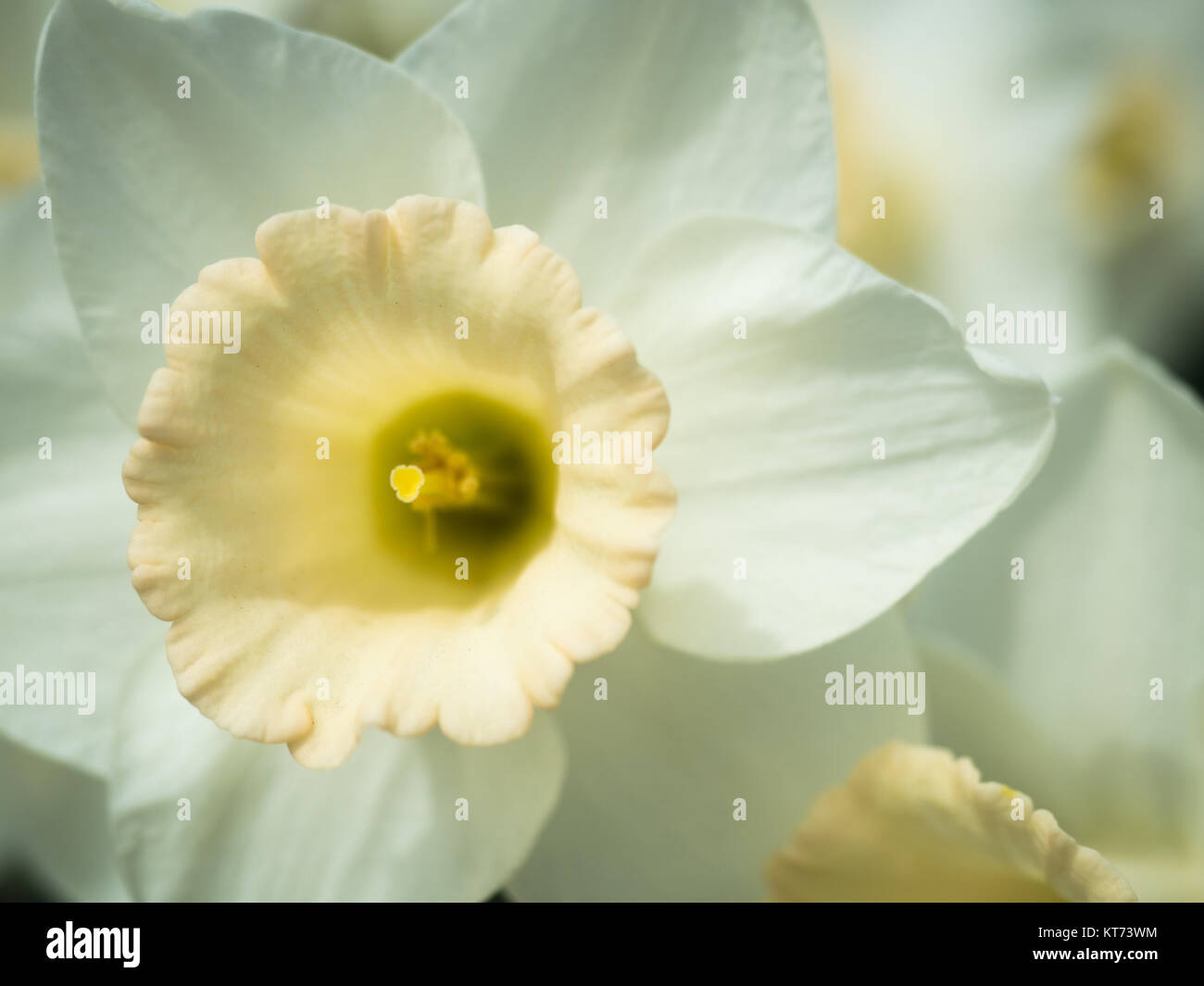 Una singola bianco Daffodil fino in prossimità del giardino Foto Stock