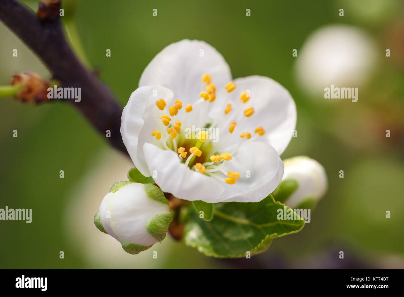 White fioriture dei fiori sul ramo Foto Stock