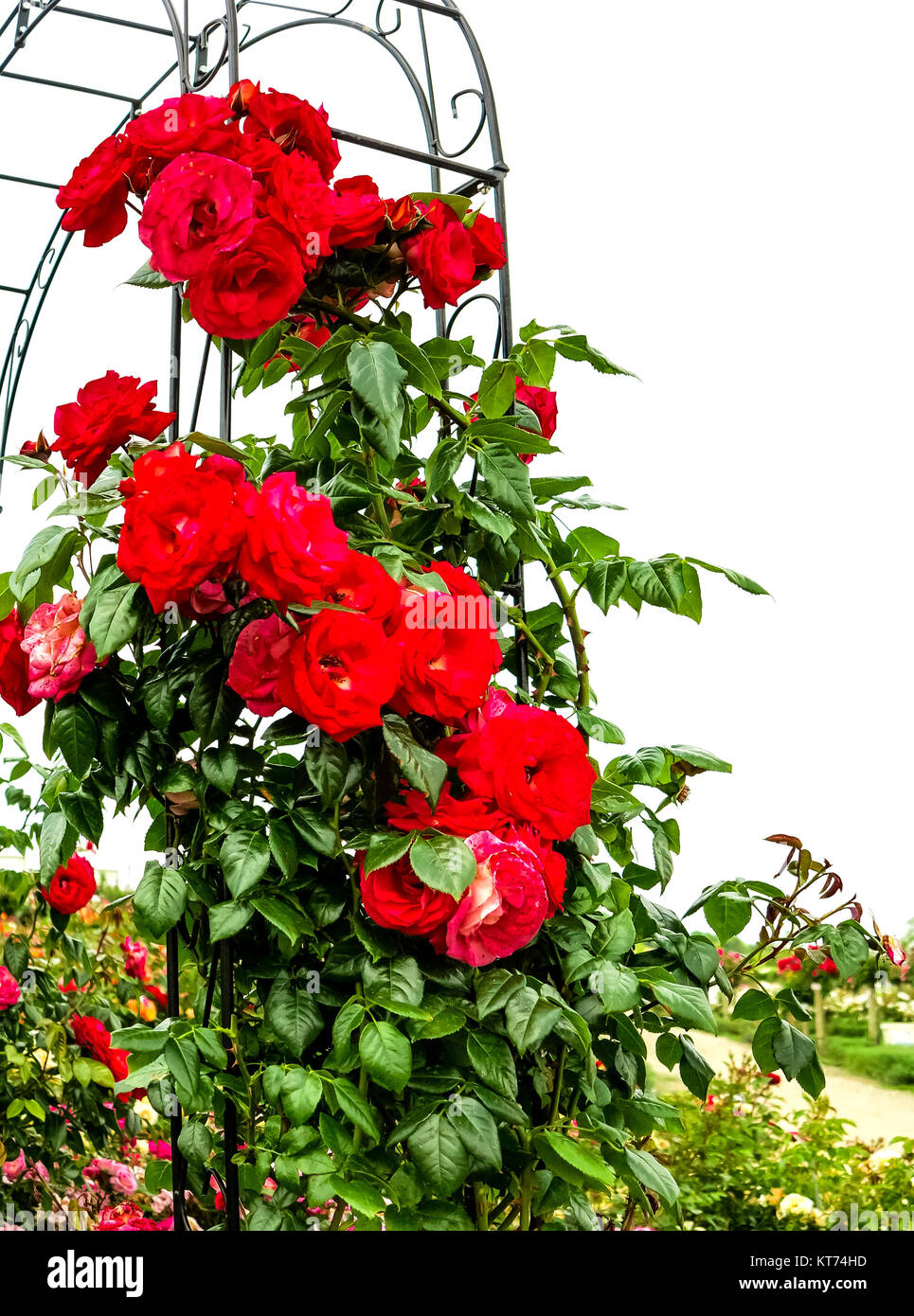 alte rose rampicanti rosse in un roseto Foto stock - Alamy