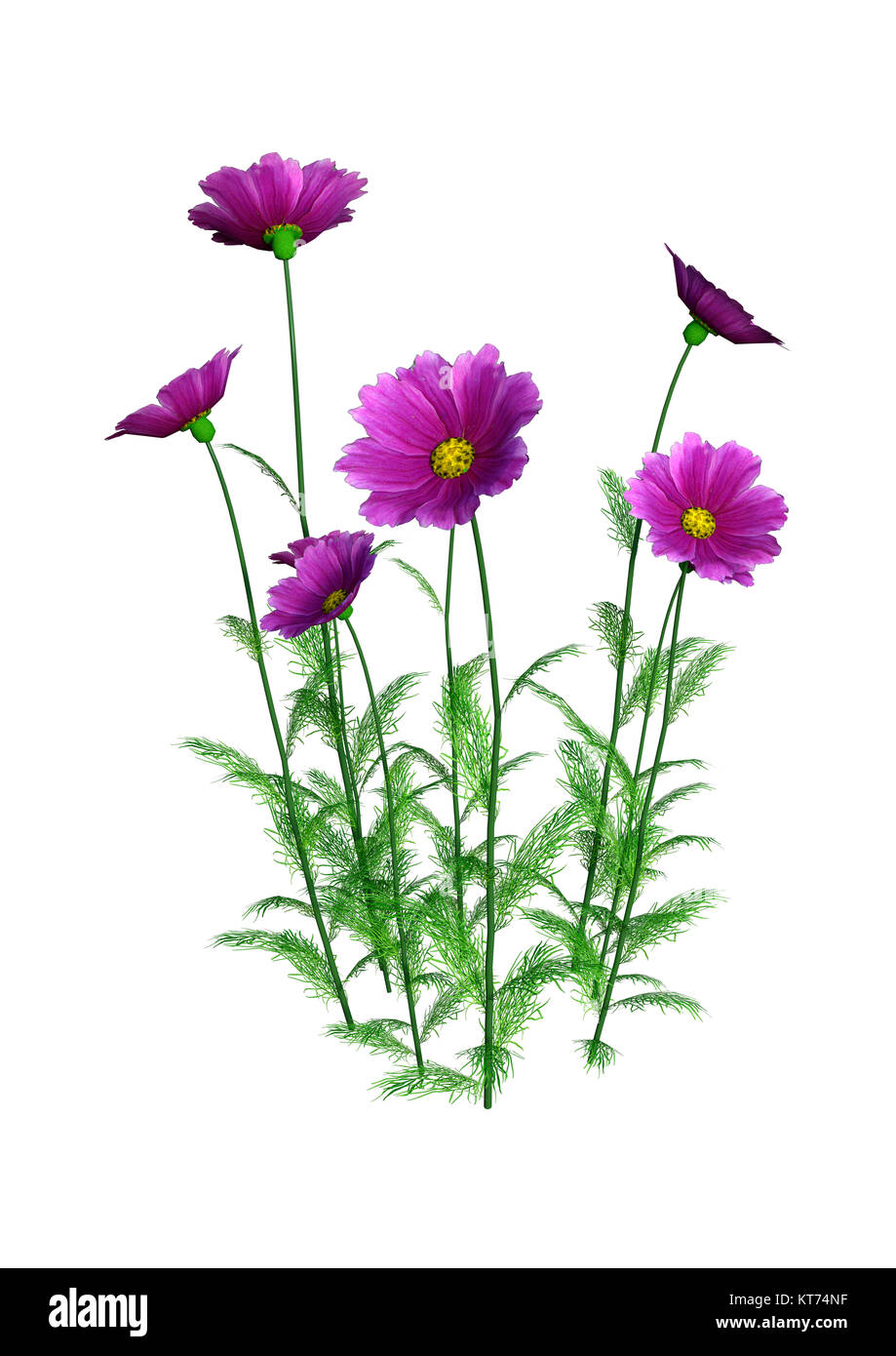 3D Rendering Cosmos fiori su bianco Foto Stock