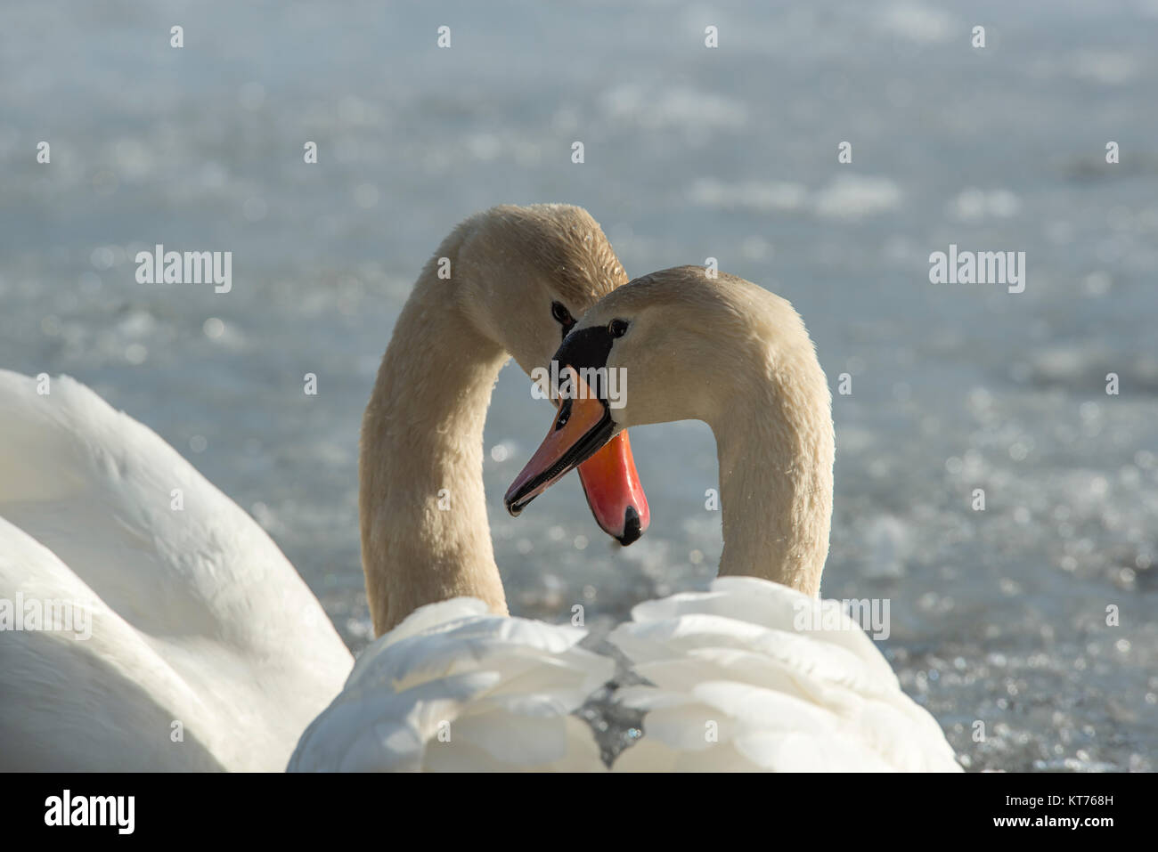 due cigni così una coppia in intima togetherness nuotare su un lago Foto Stock