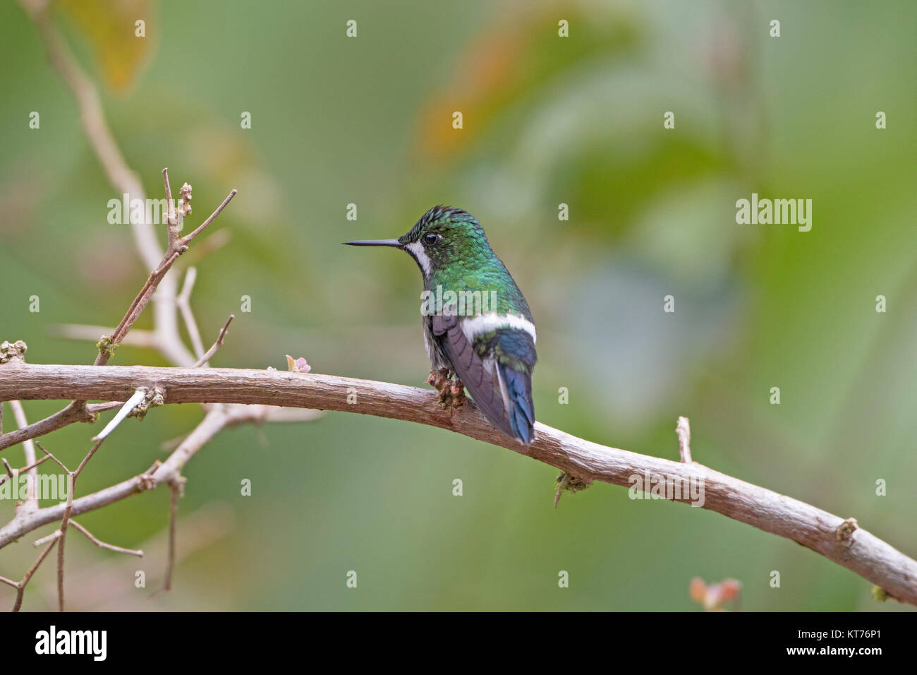 Una femmina verde Hummingbird Thorntail Foto Stock