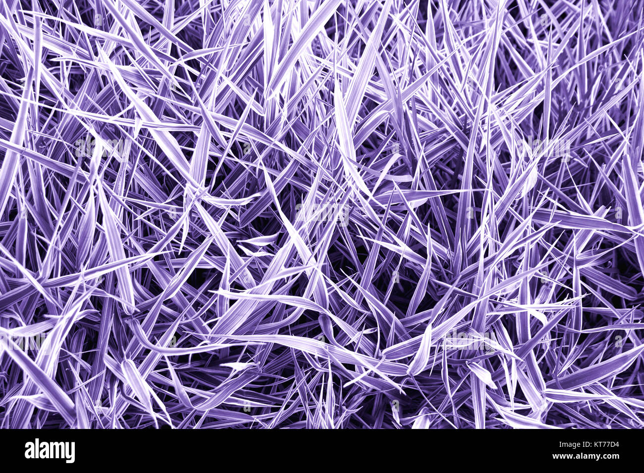 Abstract ultravioletta sfondo erba Close up di erba verde bush, dipinta in ultra violet color Foto Stock