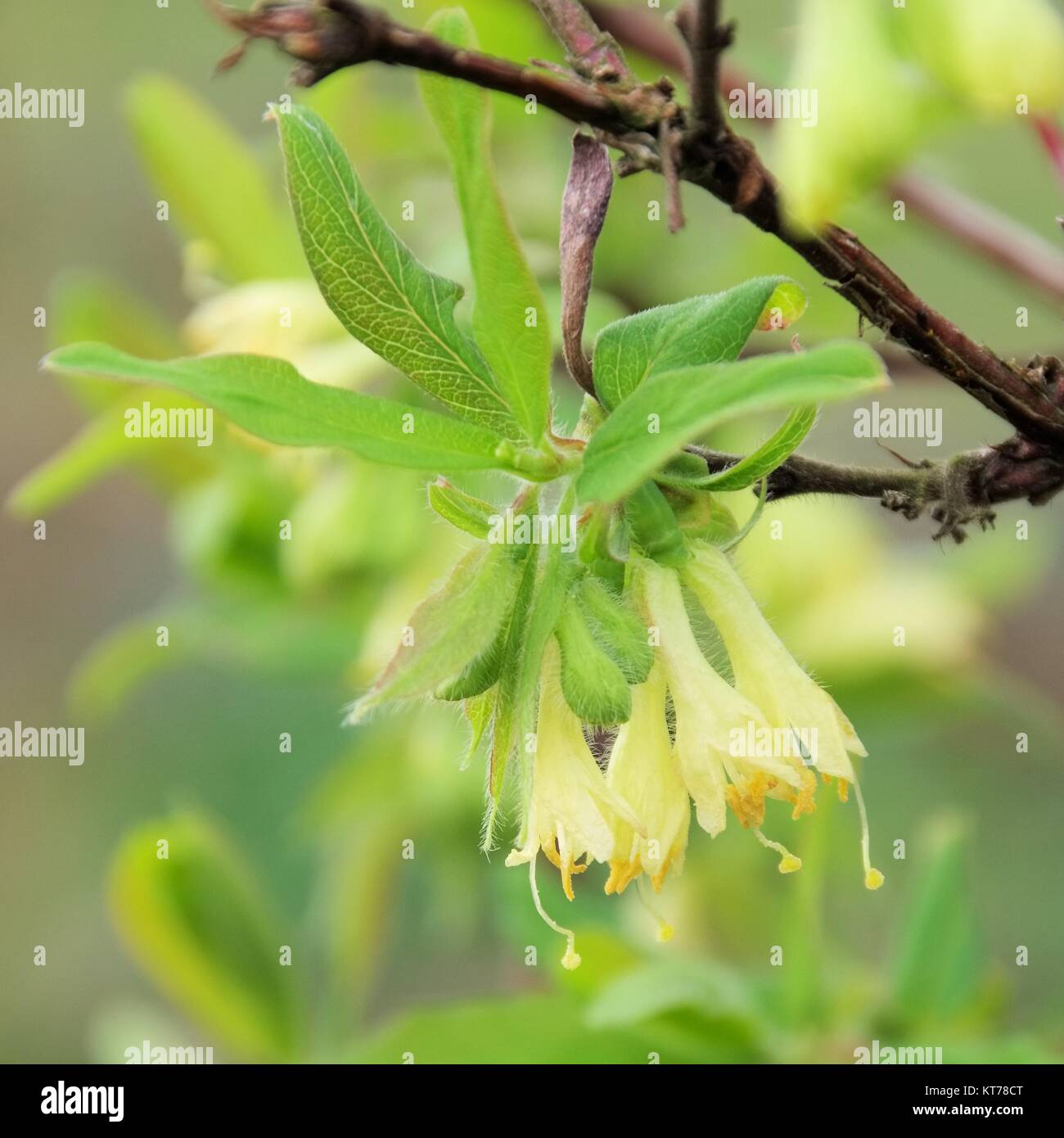 Maibeere Bluete - Lonicera kamtschatica blossom 06 Foto Stock