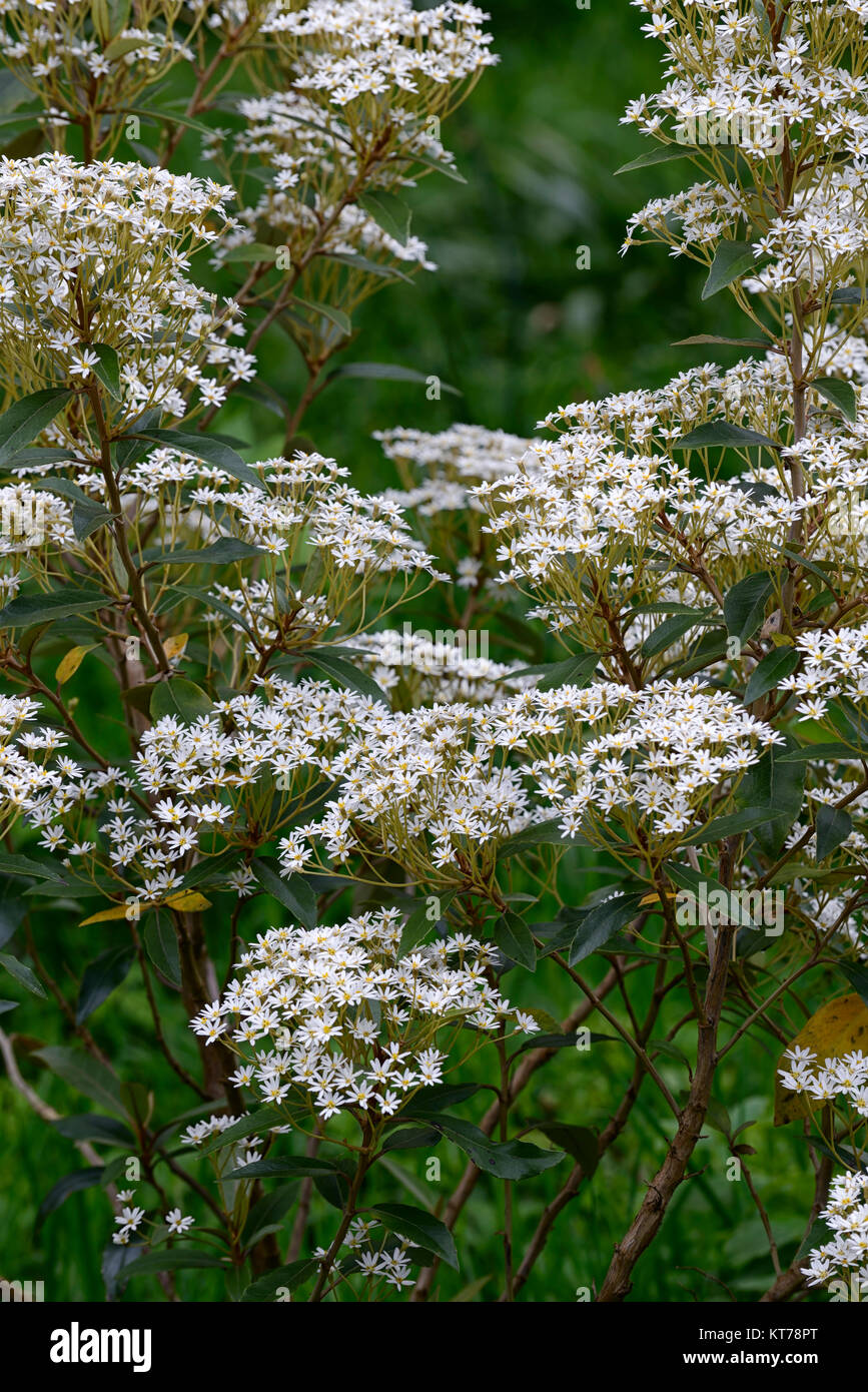 Olearia Cheesemanii,Daisy Bush,fiori bianchi,giallo center,profusa,profusione,evergreen,arbusto,arbusti,daisy-simili,fioritura,giardino,RM floral Foto Stock