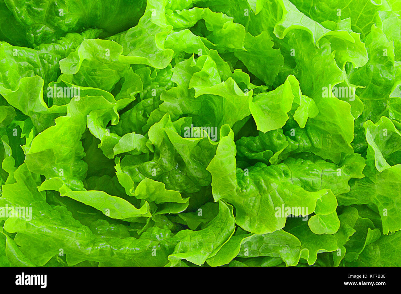 Fresco verde insalata di lattuga sfondo Foto Stock