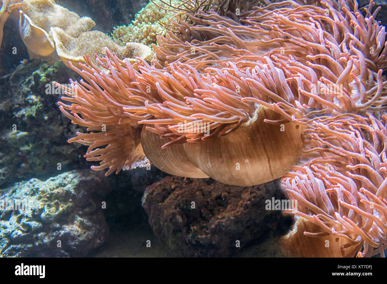 Schöne rosa Seeanemone mit vielen Tentakeln zum fang von plancton, Fischen, Krebsen oder Schnecken. Unterwasseraufnahme. Foto Stock