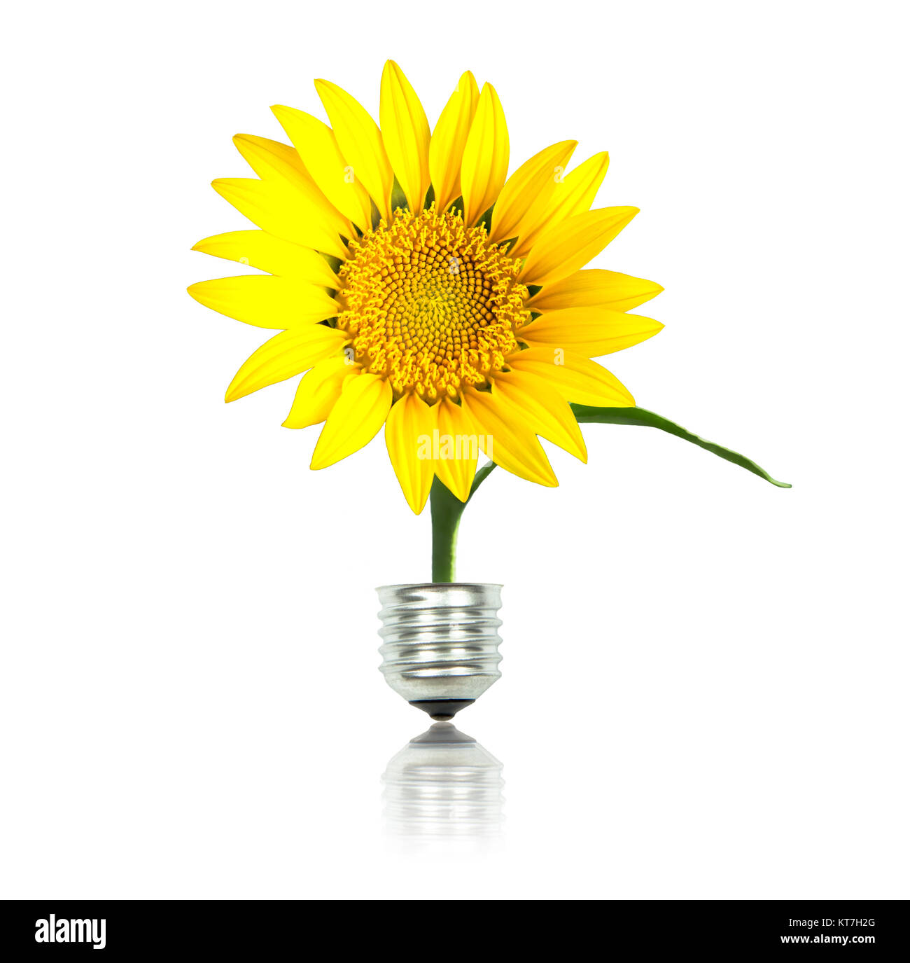 Giallo sole fiore con lampadina, eco concetto energetico Foto Stock