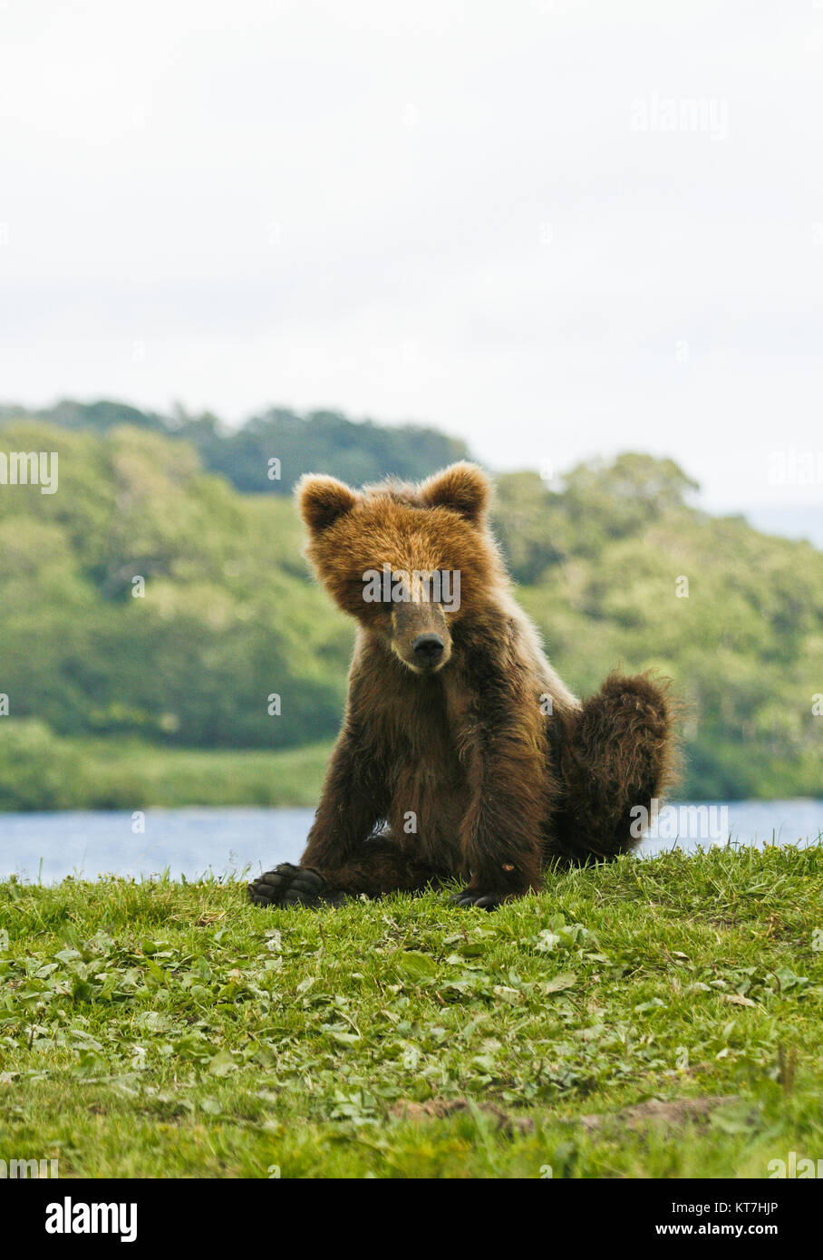 Brown Bear Cub (Ursus arctos) nel lago di Kurile, penisola di Kamchatka, Russia. Foto Stock