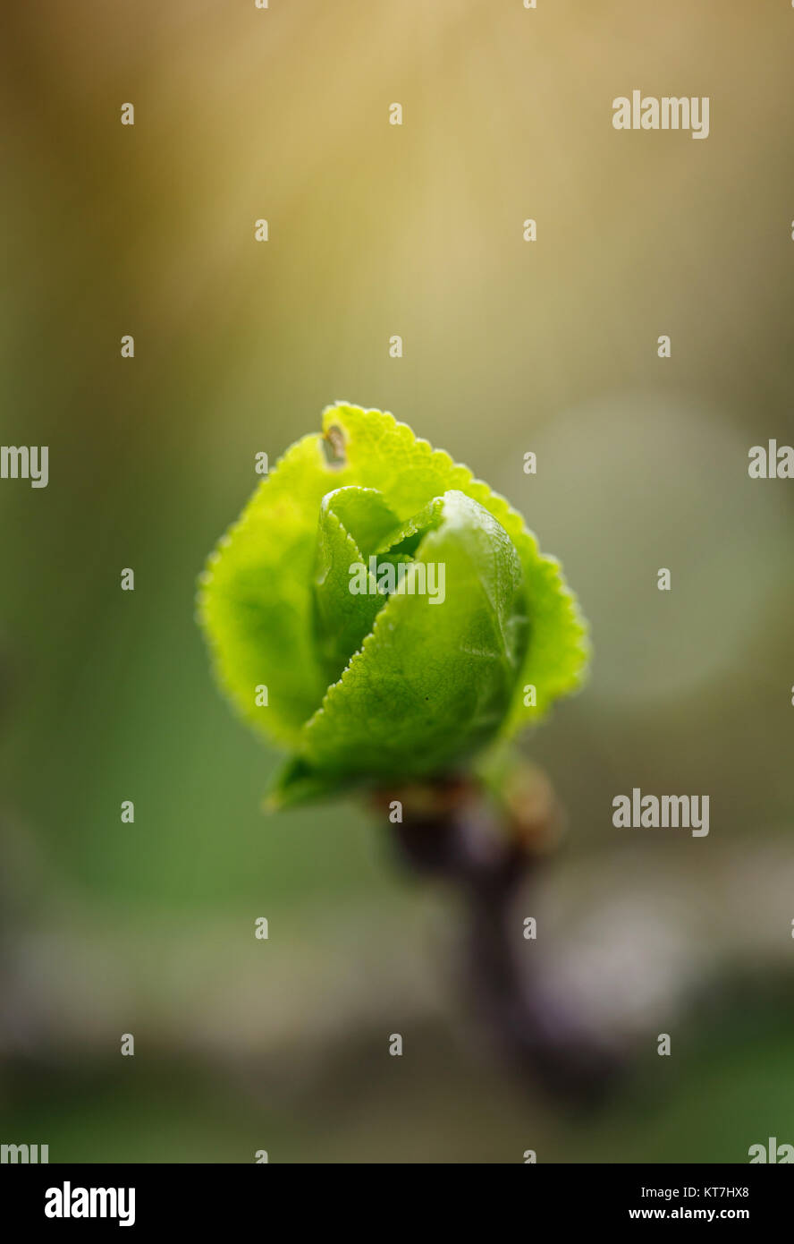 I giovani di fiori di ciliegio preparazione di prosperare Foto Stock