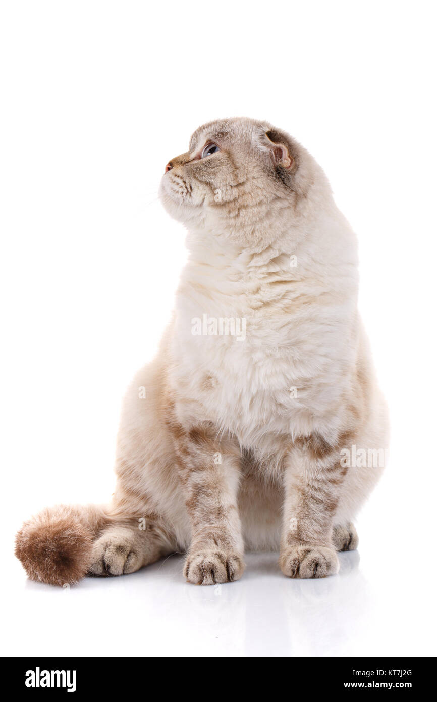 Lop-eared scottish cat . isolato Foto Stock