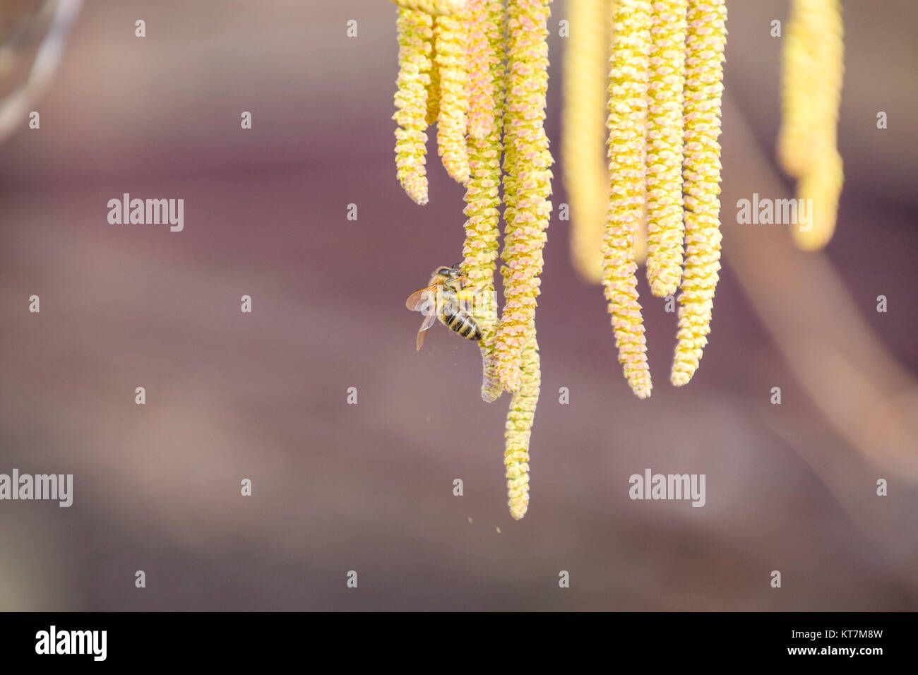 Impollinazione da parte delle api orecchini nocciola. Fioritura hazel nocciola. Foto Stock