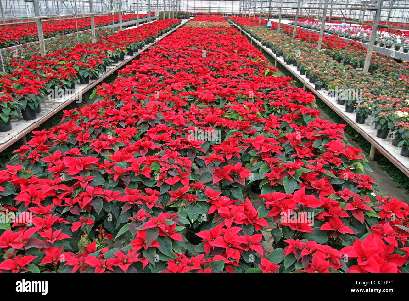 Immagini Di Stelle Di Natale.Poinsettia Fiori Stella Di Natale Fiori Campo Di Rosso Stella Di Natale Fiori In Serra Per La Vendita Texture Di Sfondo Foto Di Stella Di Natale Foto Stock Alamy