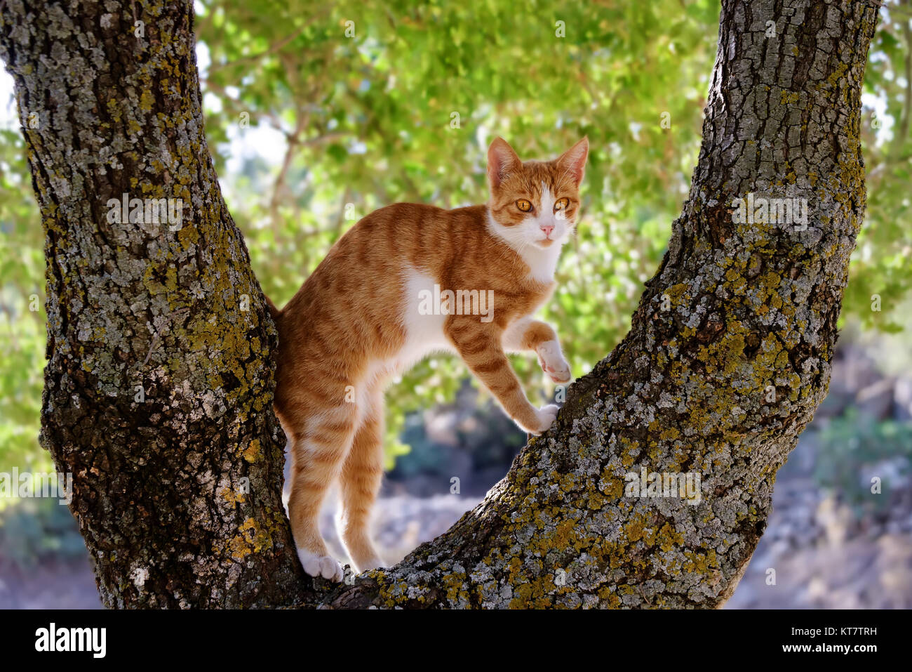 Un Rosso tabby e bianco gattino climbing curiosamente e giocoso su un albero con rami di spessore, Grecia. Foto Stock