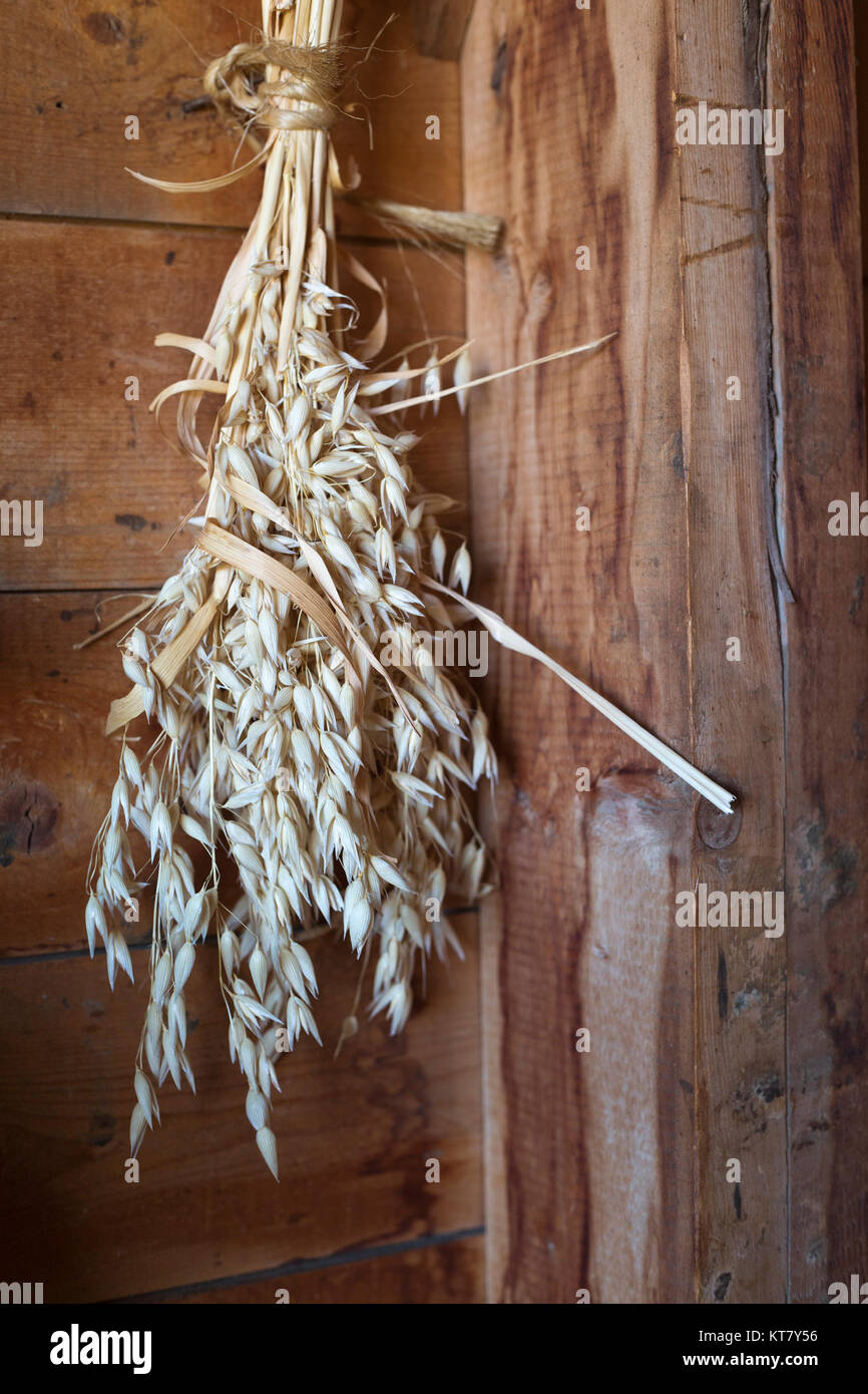 Fascio di avena appeso al muro del fienile sulle praterie dell'Alberta, Canada Foto Stock
