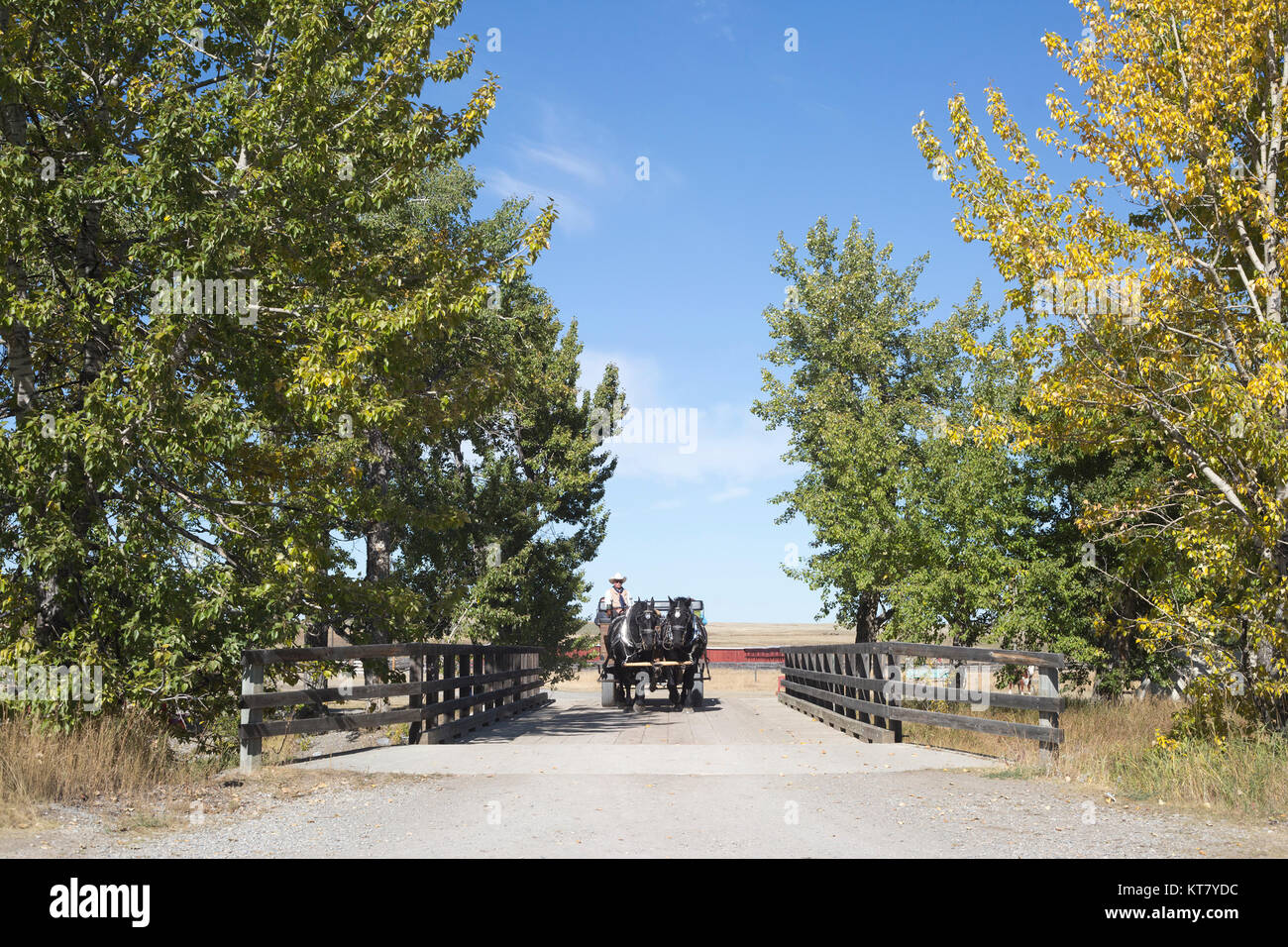 Carrozza trainata da cavalli che serve come taxi turistico locale al Bar U Ranch National Historic Site, attraversando un ponte Foto Stock