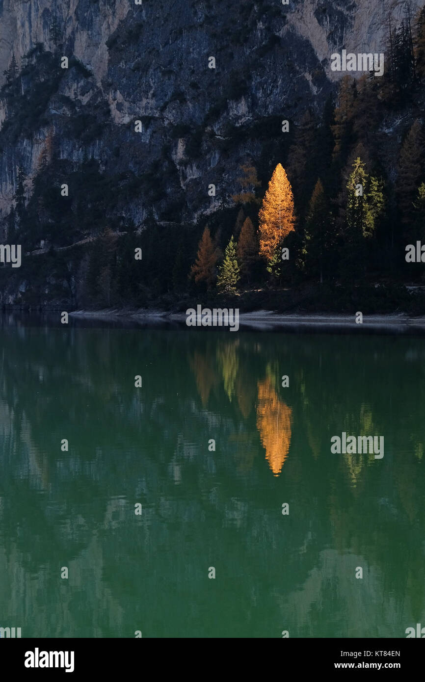 umore autunnale con l'albero giallo al lago Foto Stock