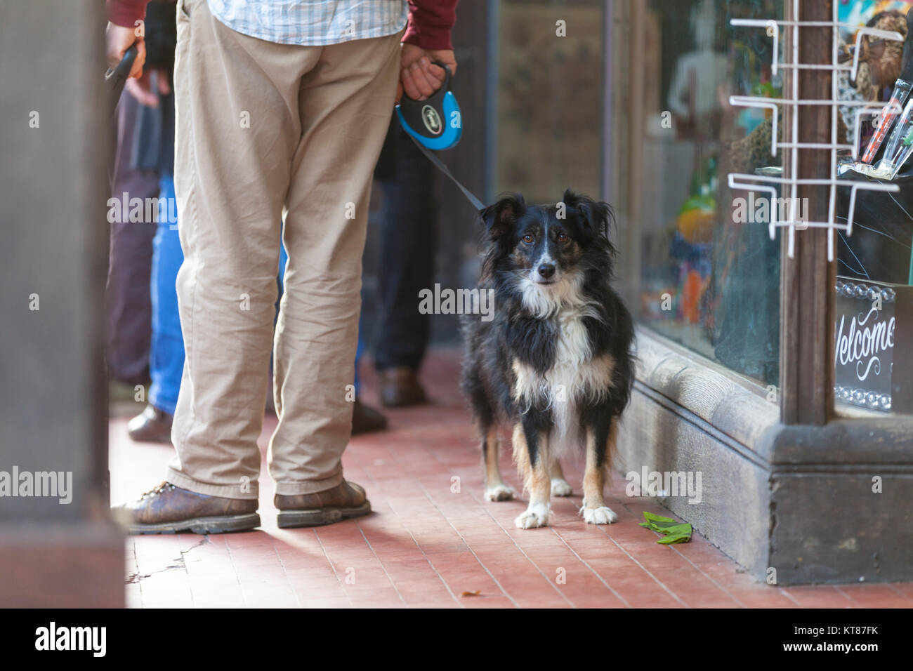 Un cane al guinzaglio rivolta lontano dal suo proprietario. segale, east sussex Foto Stock