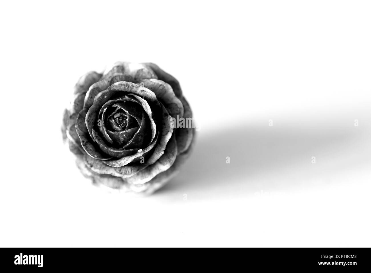 Bianco e nero ritratto di pigna Foto Stock