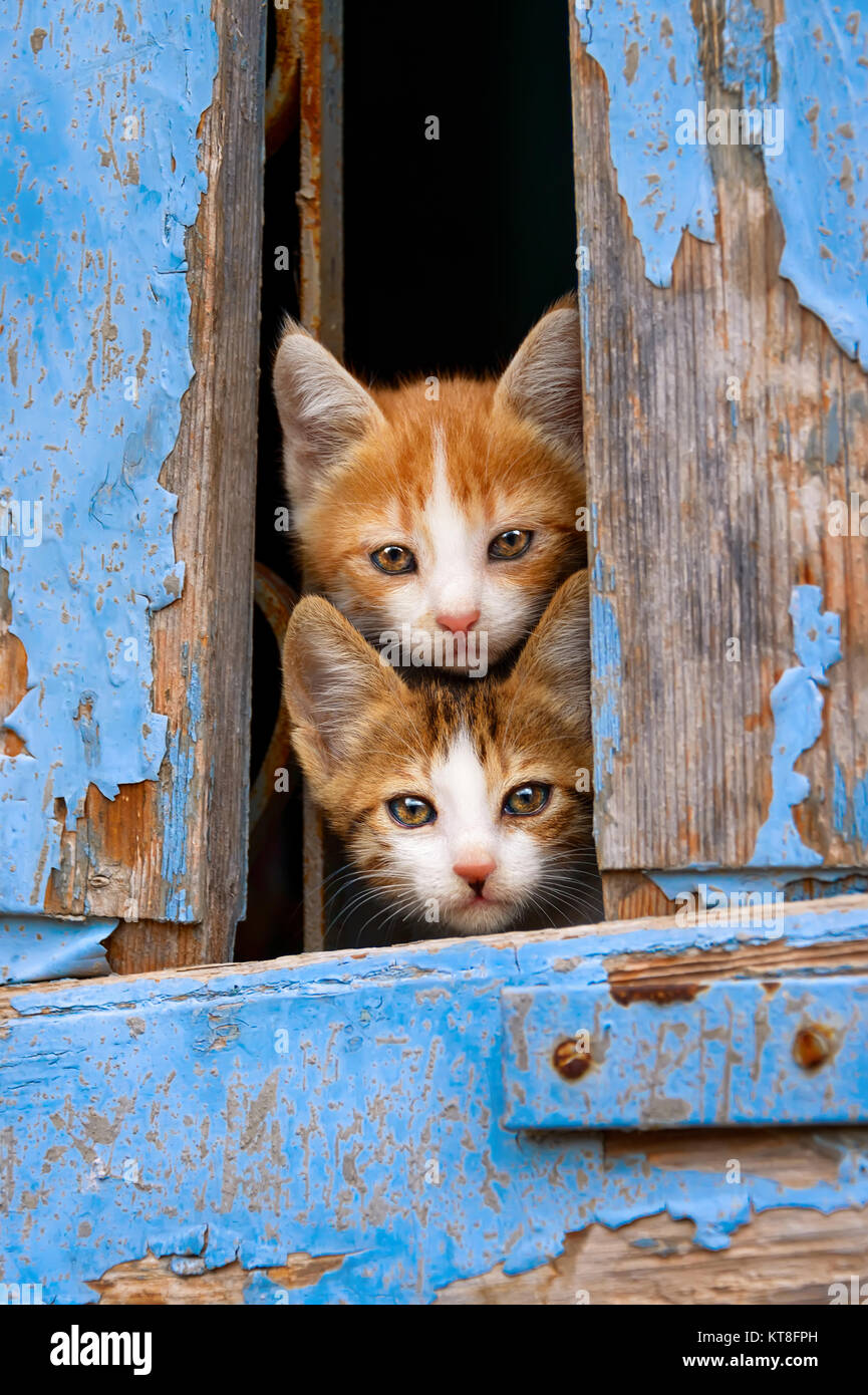 Due curiose baby gatto gattini il peering al di fuori di un vecchio blu nella finestra di legno otturatore con occhi indiscreti, Lesbo, Grecia. Foto Stock