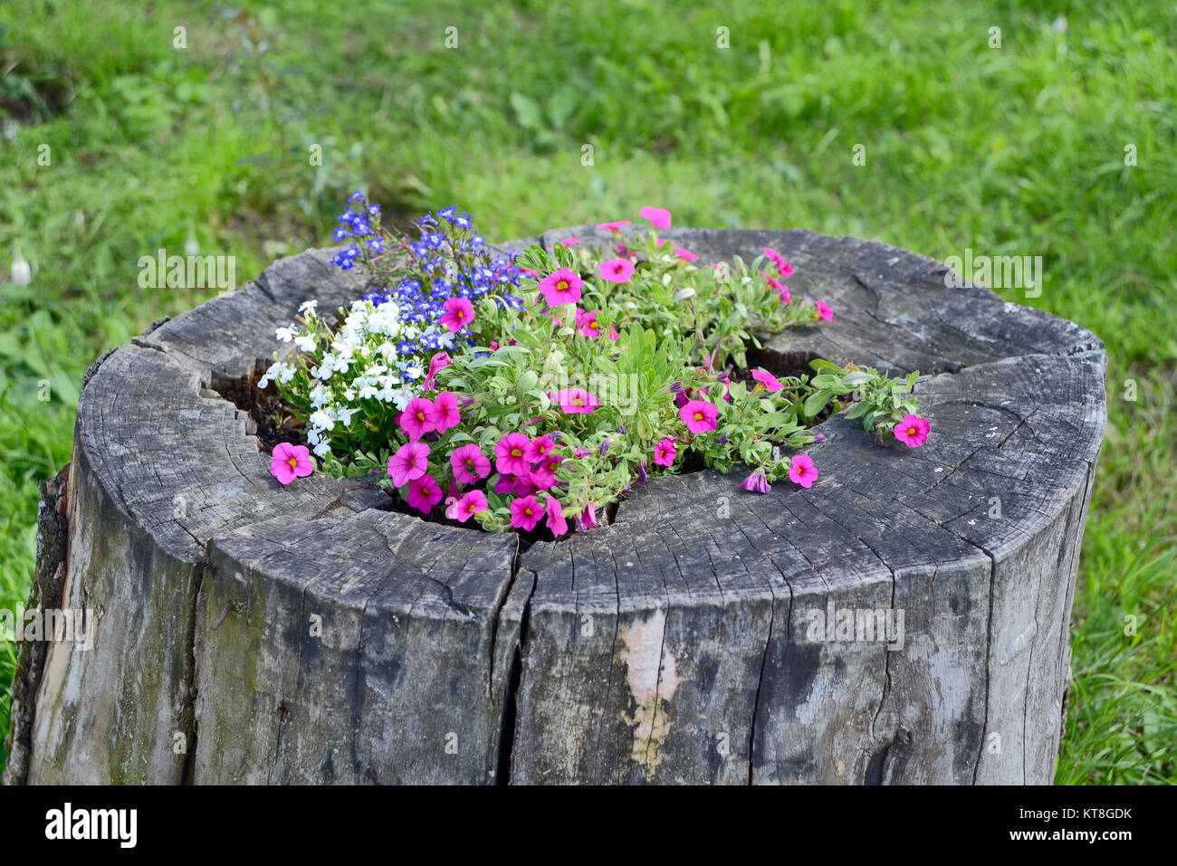 Letto di fiori in un ceppo di albero closeup Foto Stock