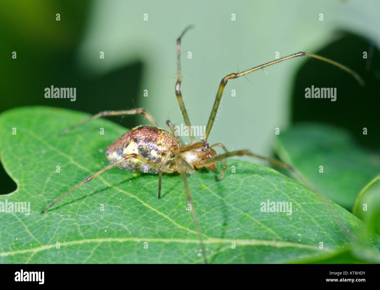 Tratto smussato spider (Tetragnatha obtusa) femmina su albero di quercia. Sussex, Regno Unito Foto Stock