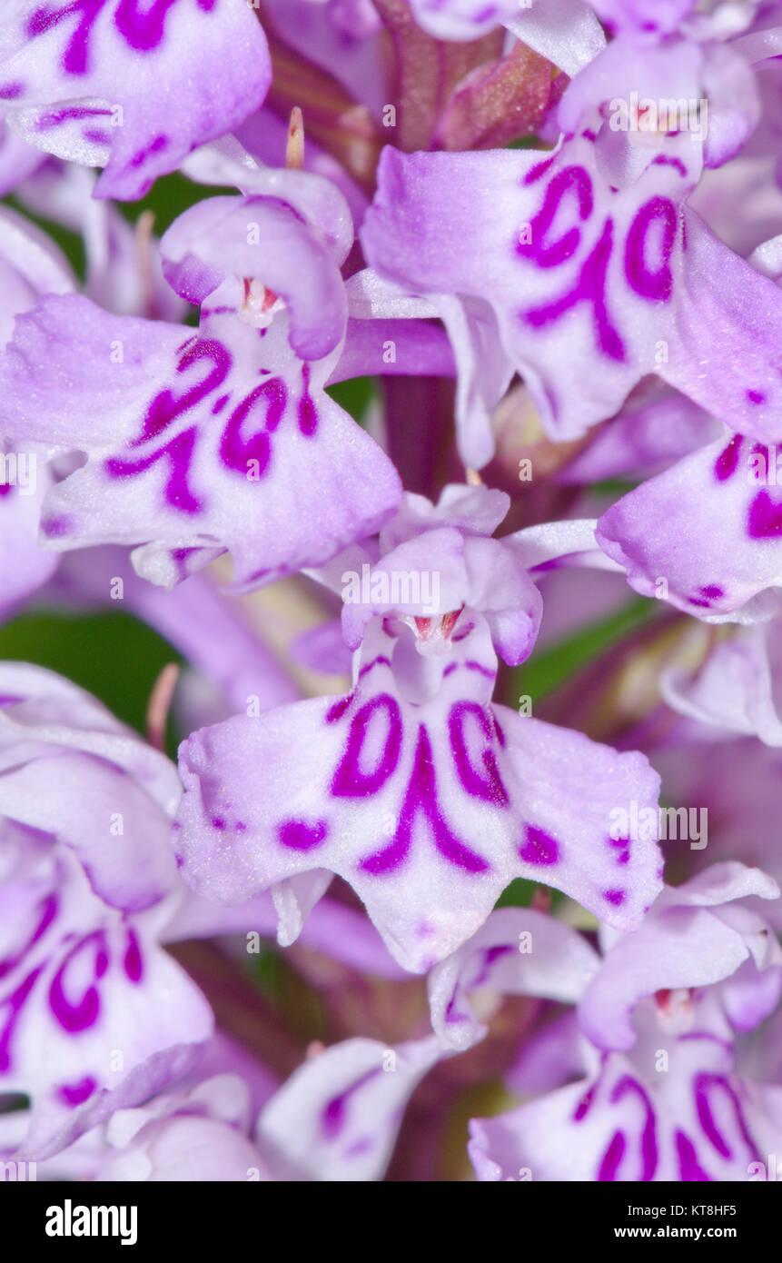 Lettere, iniziali e monogrammi su fiori selvatici - Comune Monogrammed maculato (orchidea Dactylorhiza fuchsii) 'DG' 'CO' schema naturale! Sussex, Regno Unito Foto Stock