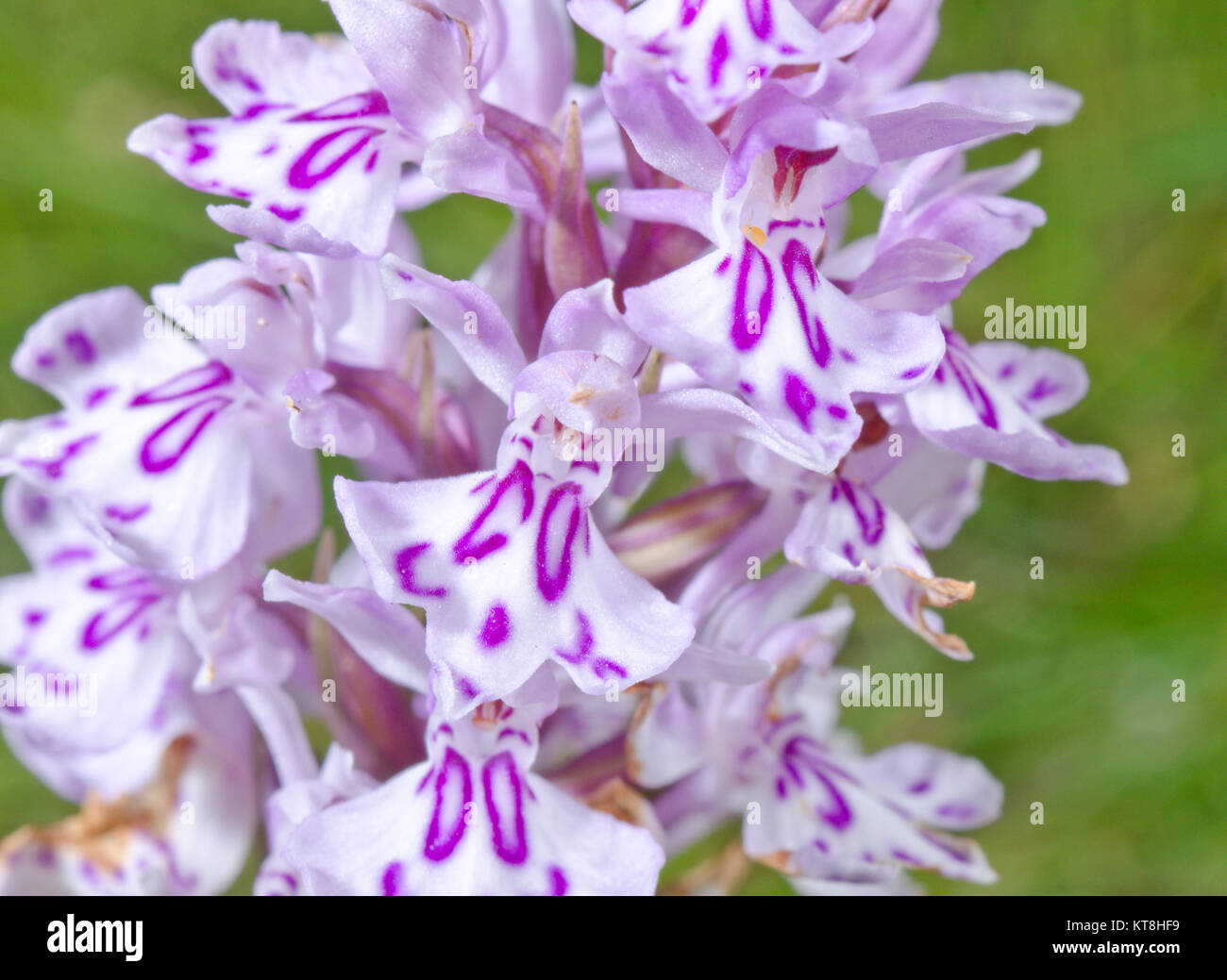 Lettere, iniziali e monogrammi su fiori selvatici - Comune Monogrammed maculato (orchidea Dactylorhiza fuchsii) 'CO' 'DC' 'DD' schema naturale! Sussex, Regno Unito Foto Stock