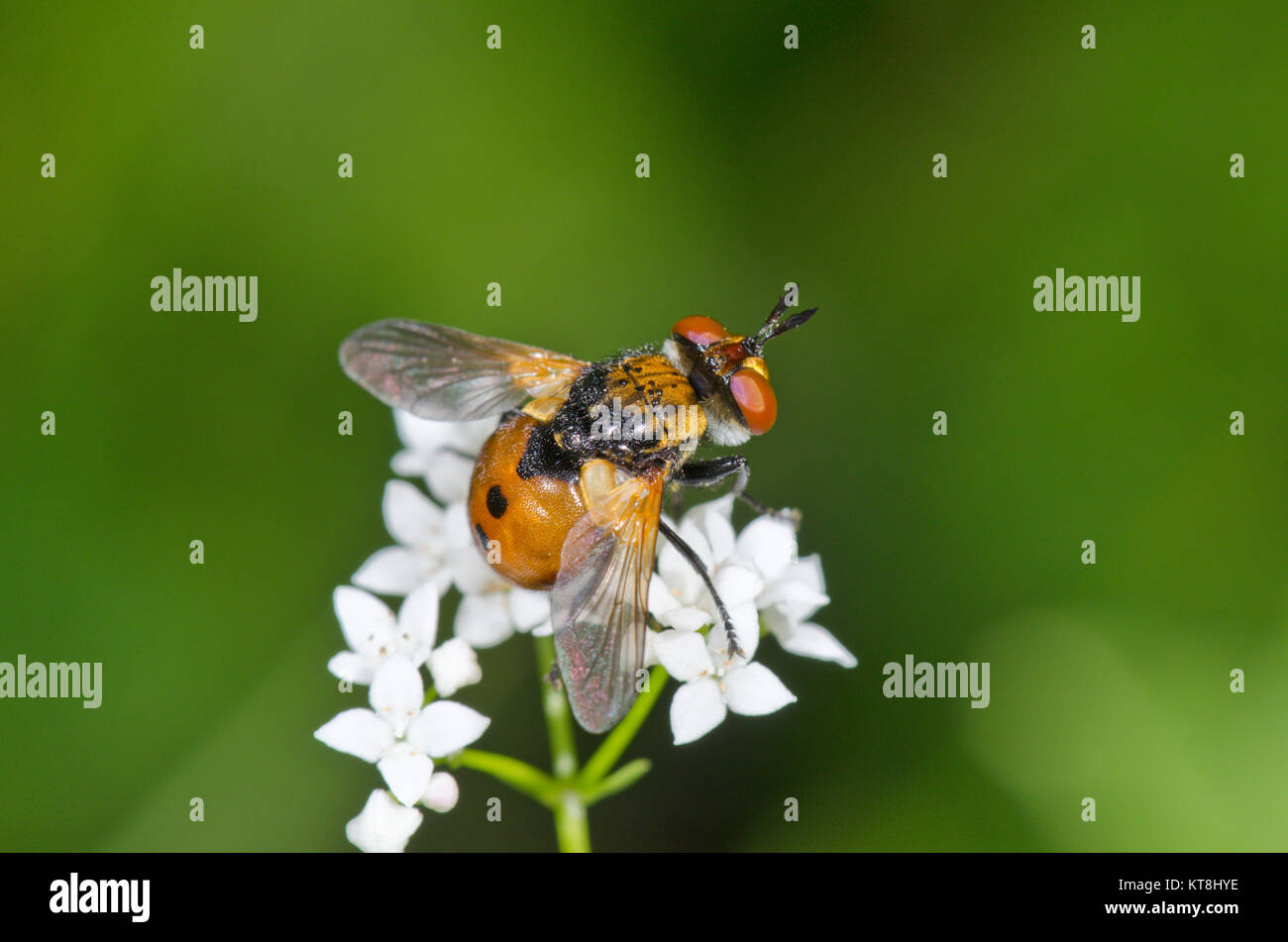 British Ladybird Fly Gymnosoma (sp) maschio. Sussex, Regno Unito Foto Stock
