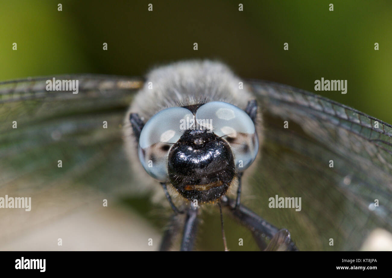 Testa di scarse Chaser Dragonfly (Libellula fulva) maschio. Sussex, Regno Unito Foto Stock
