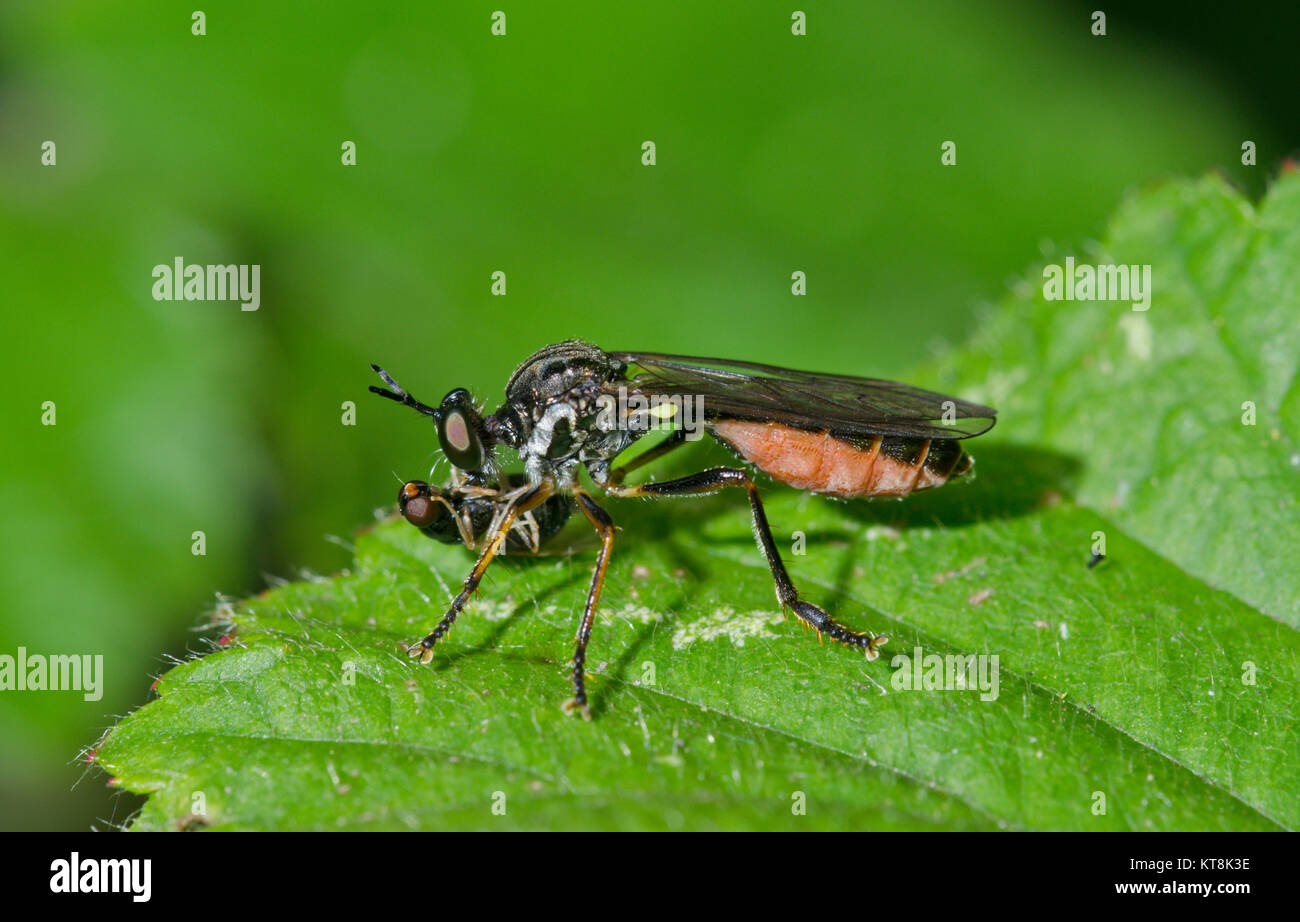 Robberfly (Dioctria baumhaueri / hyalipennis) Sussex con Prey. Sussex, Regno Unito Foto Stock