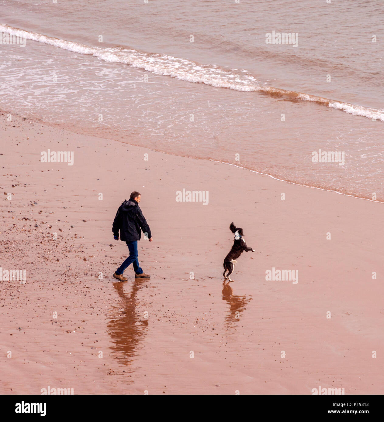 Sidmouth, Devon. 23 Dic, 2017. Regno Unito Meteo: un uomo cammina i suoi cani sulla spiaggia atSidmouth, Devon su un lieve e calma giorno. Tempeste Dylan e Eleanor, il quarto e il quinto denominato storm dell'anno, sono dovuti a portare le condizioni severe e la Gran Bretagna il Boxing Day. Credit: Foto centrale/Alamy Live News Foto Stock