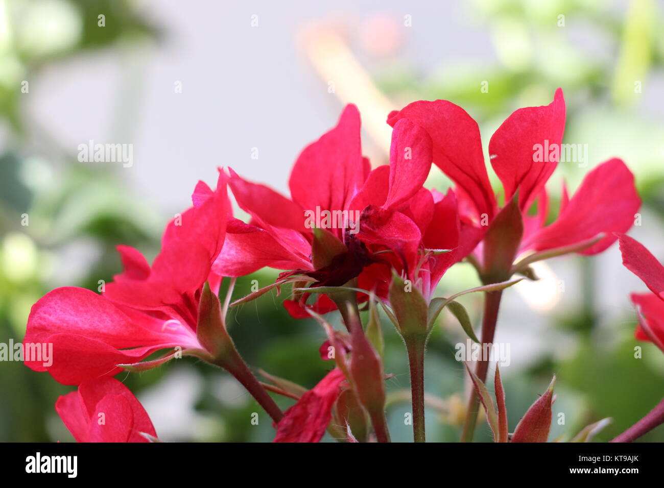 Bella Pelargonium hortorum dal lato Foto Stock