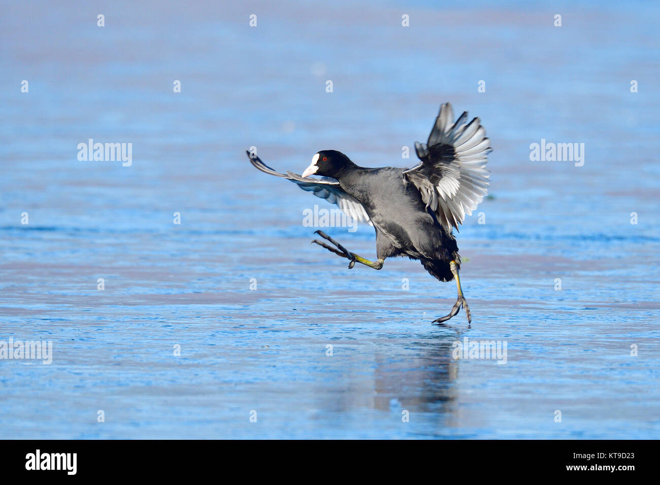 Coot in cerca di cibo Foto Stock